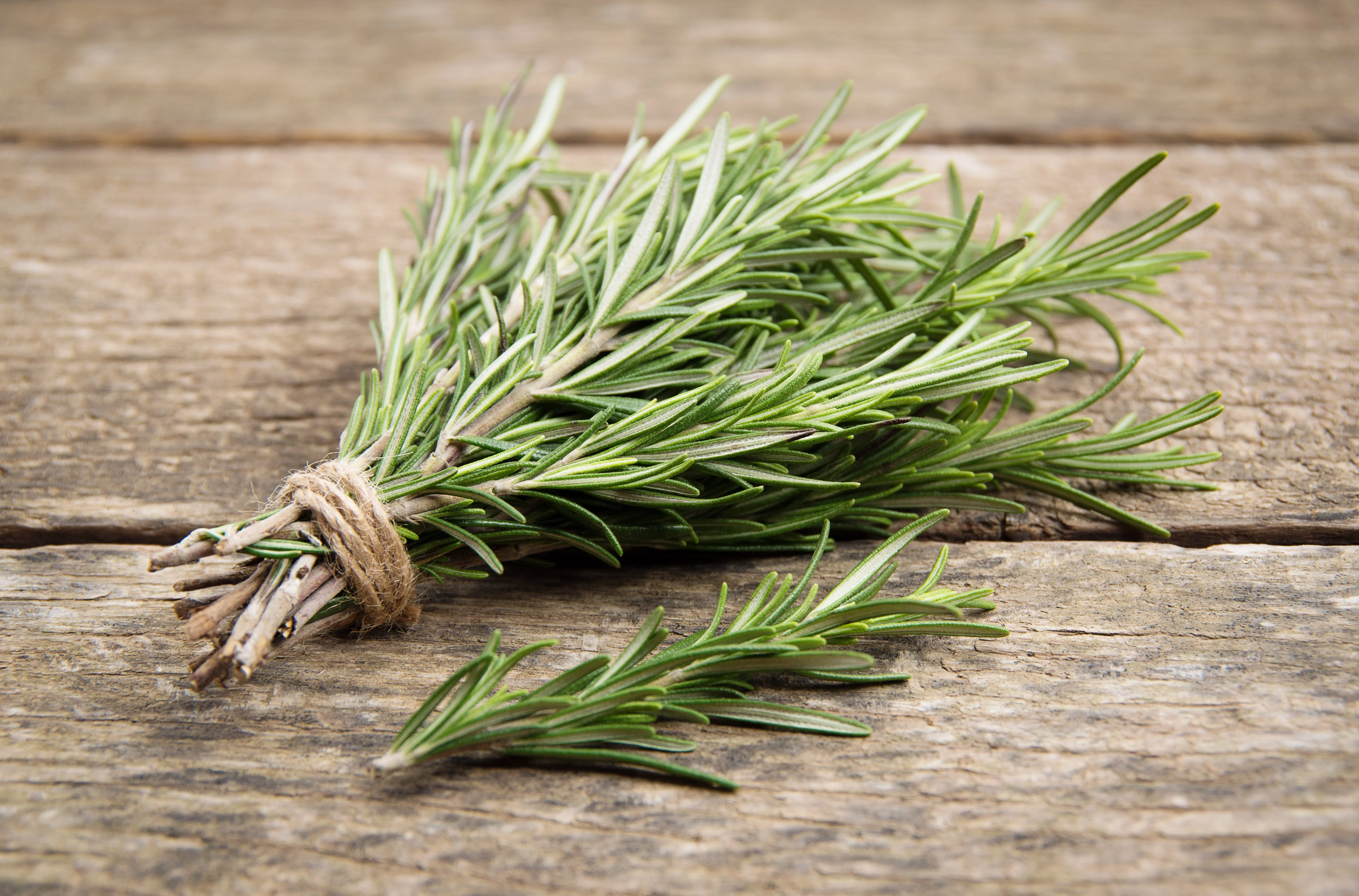 100 ROSEMARY Rosmarinus Officinalis Herb Flower Seeds - Image 7
