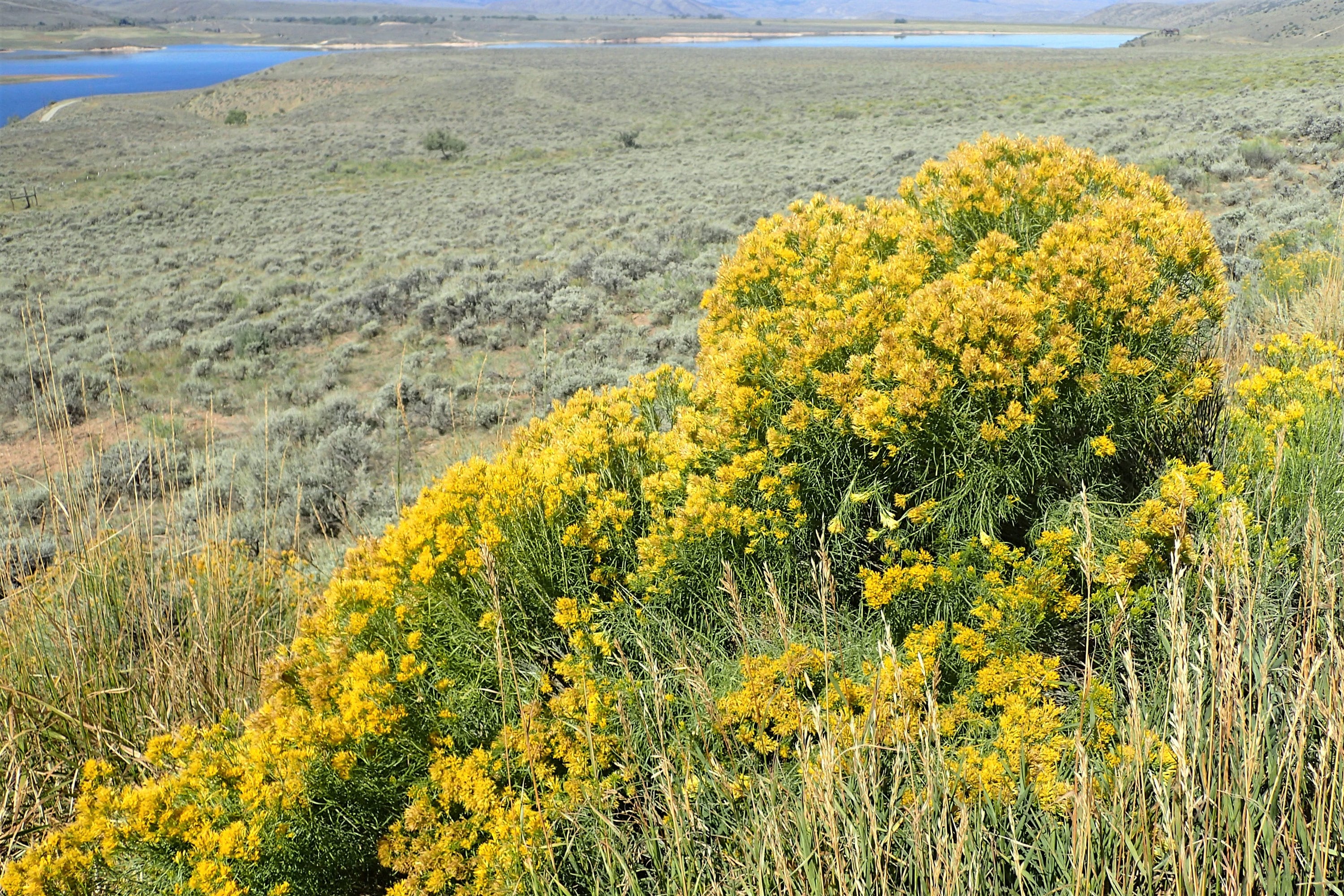 100 RUBBER RABBITBRUSH Chamisa Ericameria Nauseosa Native Desert Shrub Yellow Flower Seeds - Image 10