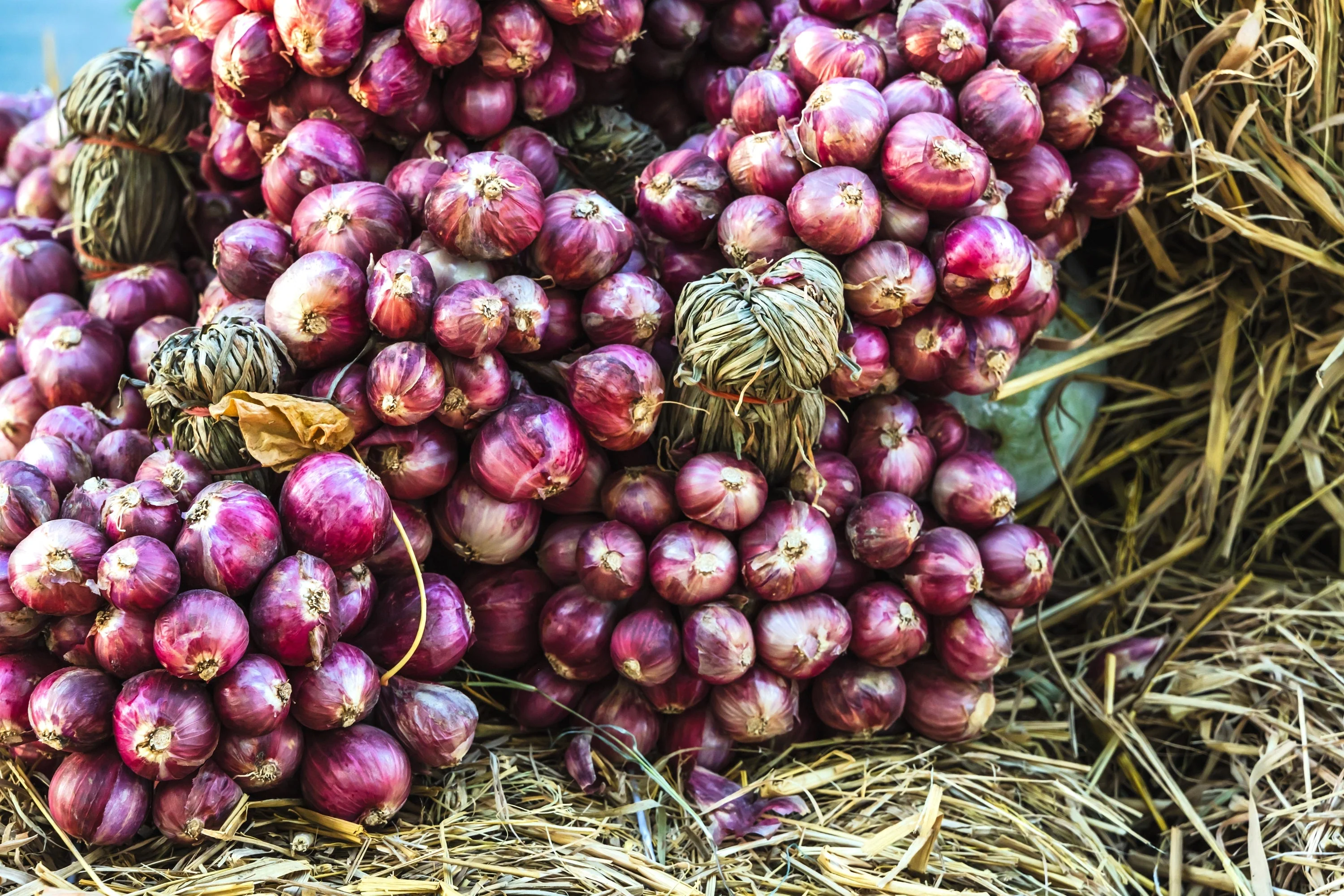 100 SCARLET BANDIT Bunching ONION Red Allium Cepa Vegetable Seeds - Image 2