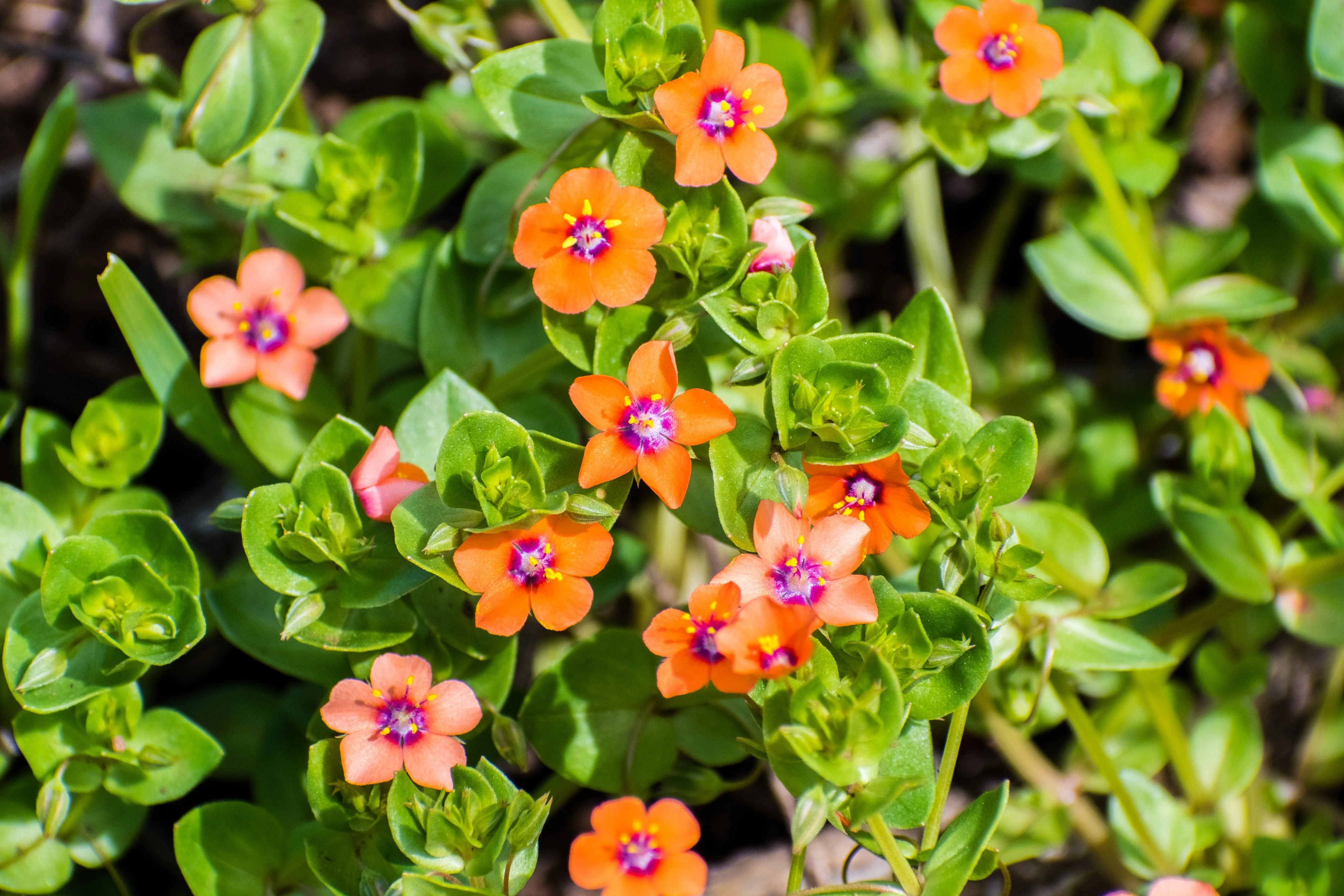 100 SCARLET PIMPERNEL (Adders Eyes) Anagallis Arvensis Flower Seeds - Image 4