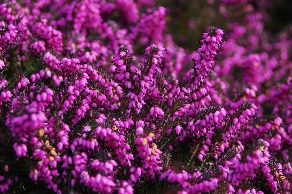 100 Scotch TRUE HEATHER Shrub Scot's Purple Pink Flower Calluna Vulgaris Seeds - Image 3