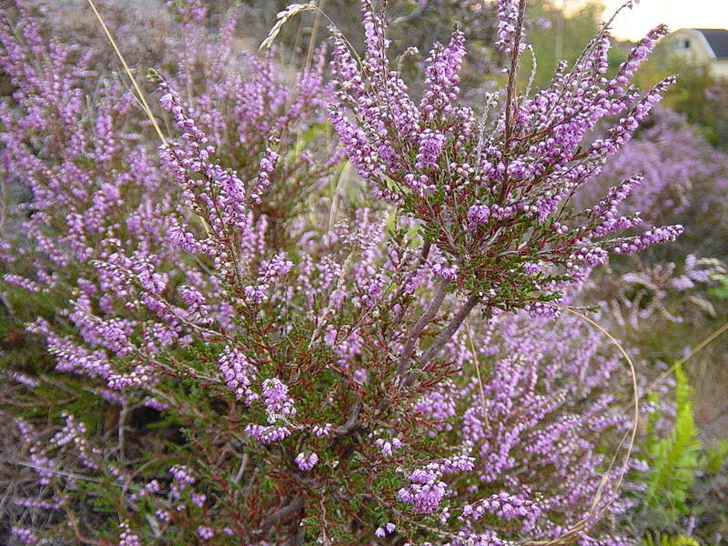 100 Scotch TRUE HEATHER Shrub Scot's Purple Pink Flower Calluna Vulgaris Seeds - Image 7