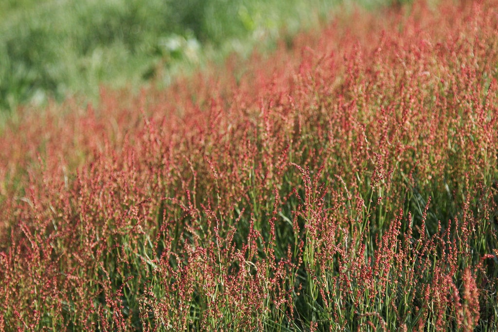 100 SHEEP SORREL Rumex Acetosella Red Field Sorrel Sour Weed Herb Flower Seeds - Image 3