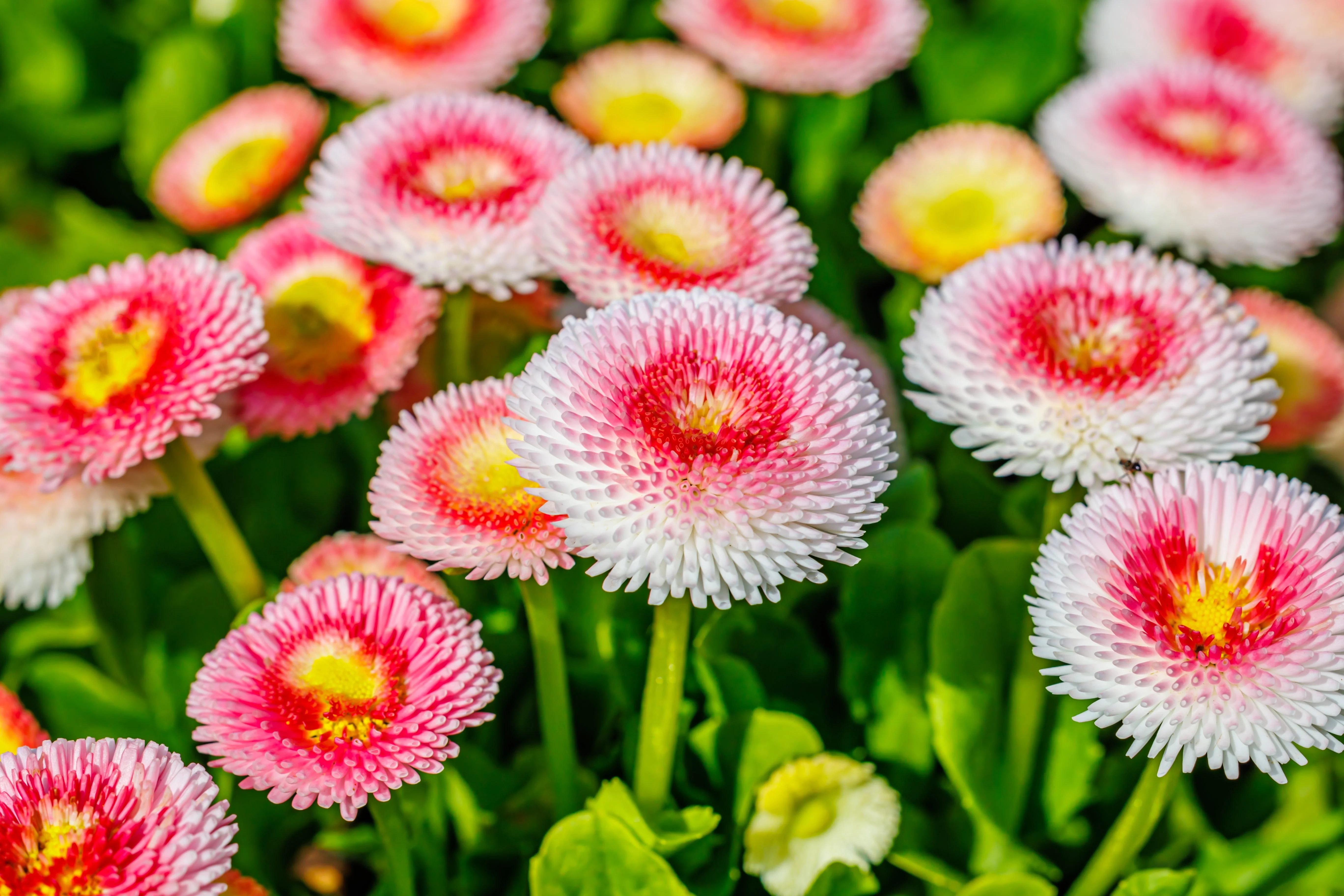 100 Strawberries & Cream ENGLISH DAISY Bellis Perennis Flower Seeds - Image 11