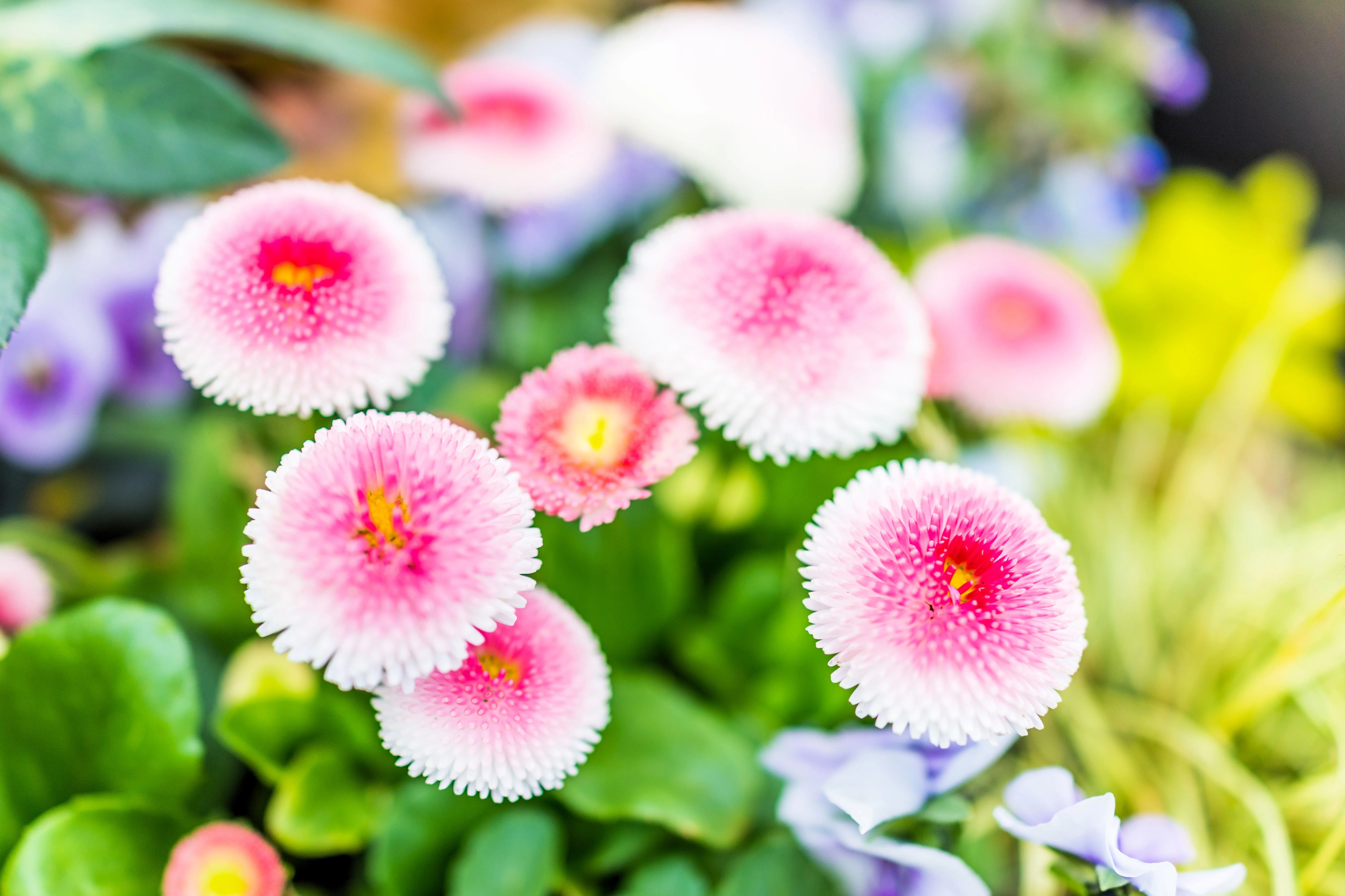 100 Strawberries & Cream ENGLISH DAISY Bellis Perennis Flower Seeds - Image 8