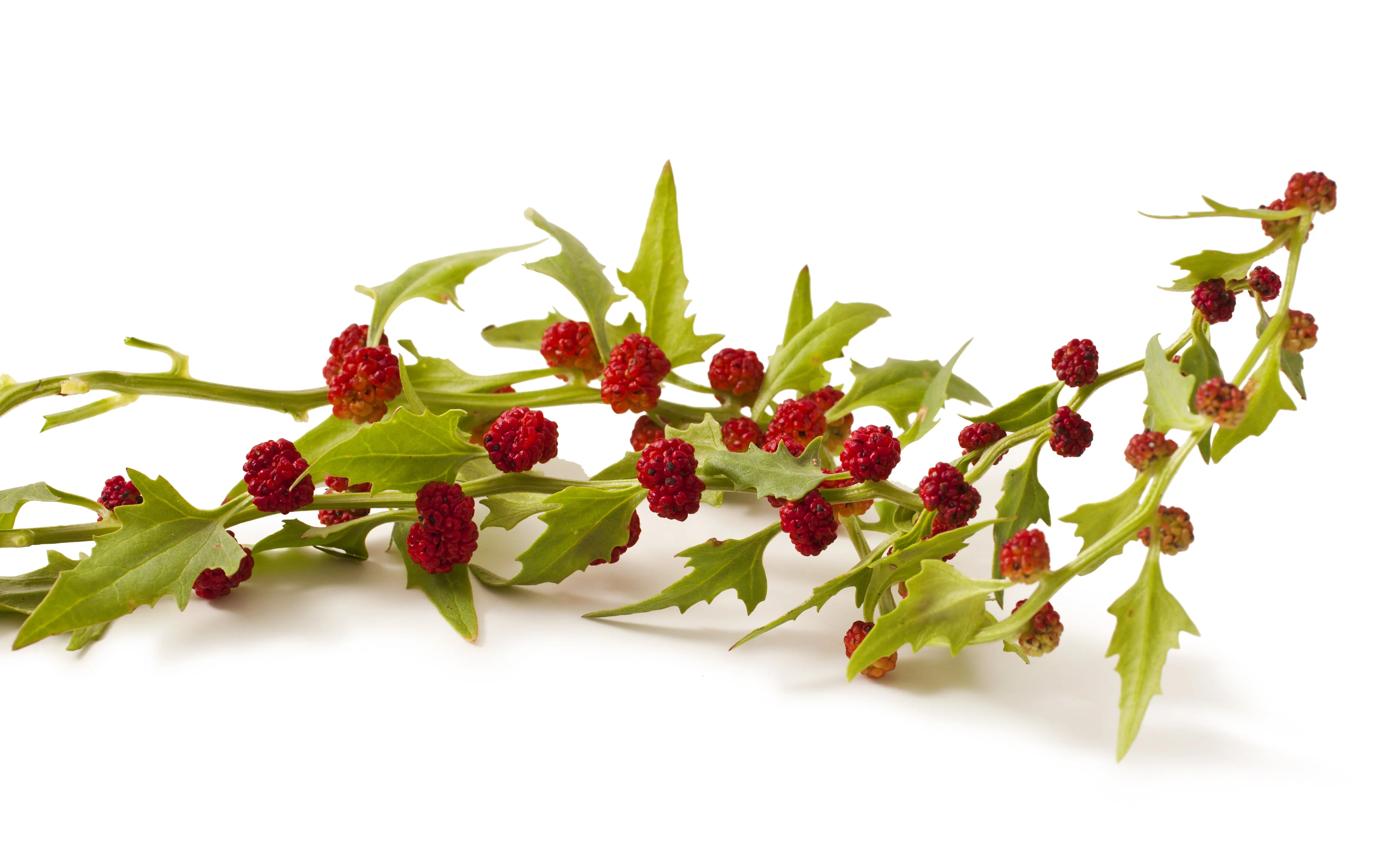 100 STRAWBERRY STICKS / SPINACH Chenopodium Foliosum Fruit Berry Seeds - Image 7