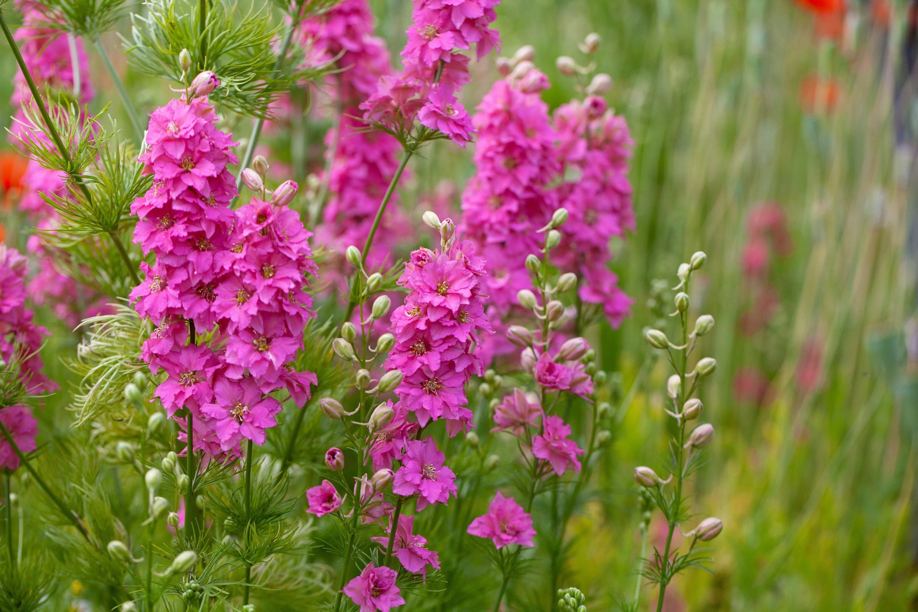 100 SUBLIME PINK LARKSPUR Consolida Ambigua Ajacis Delphinium Bright Pink Flower Seeds - Image 6