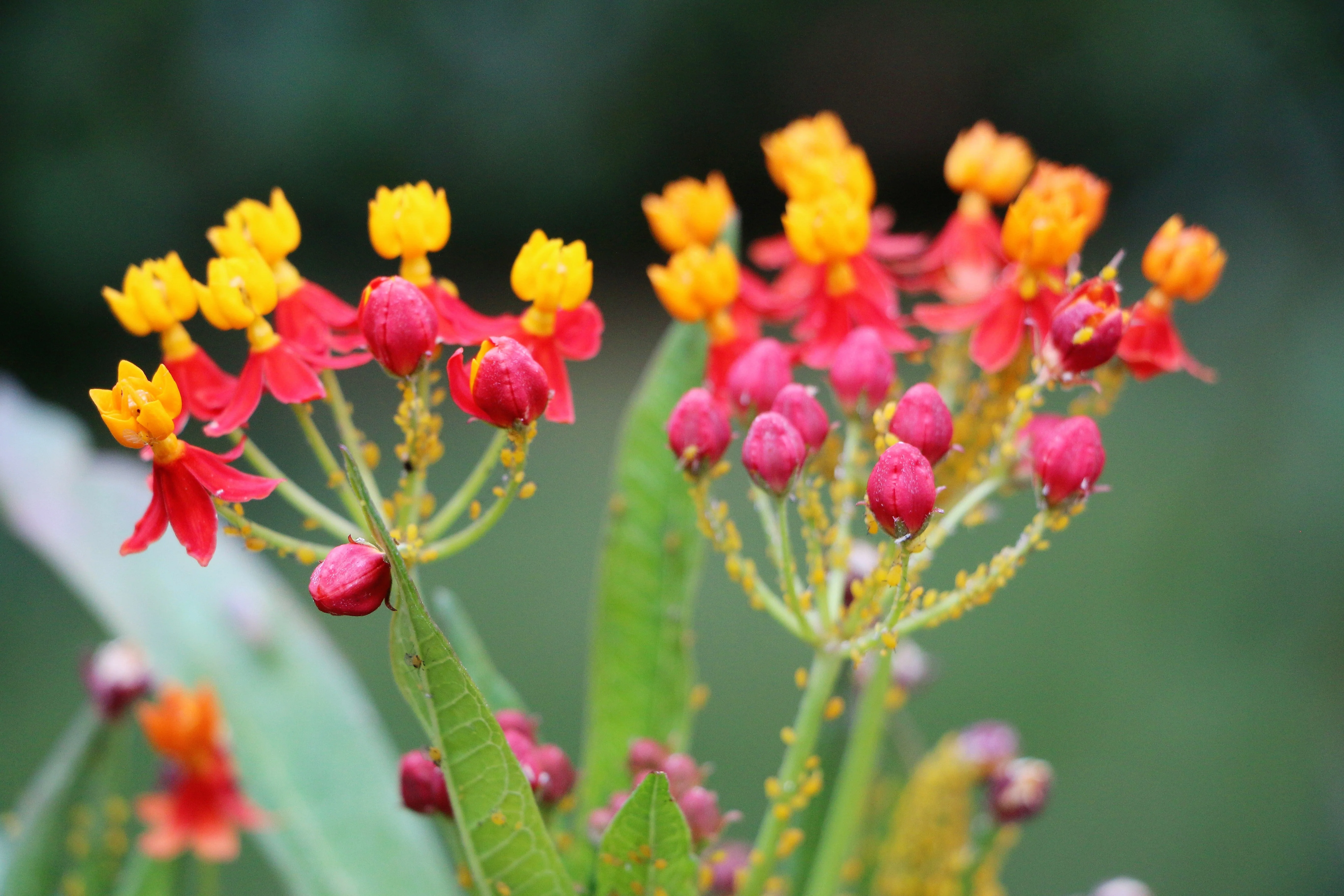100 SUNSET MILKWEED Asclepias Curassavica Scarlet Blood Flower Red Orange Butterfly Weed Seeds - Image 7