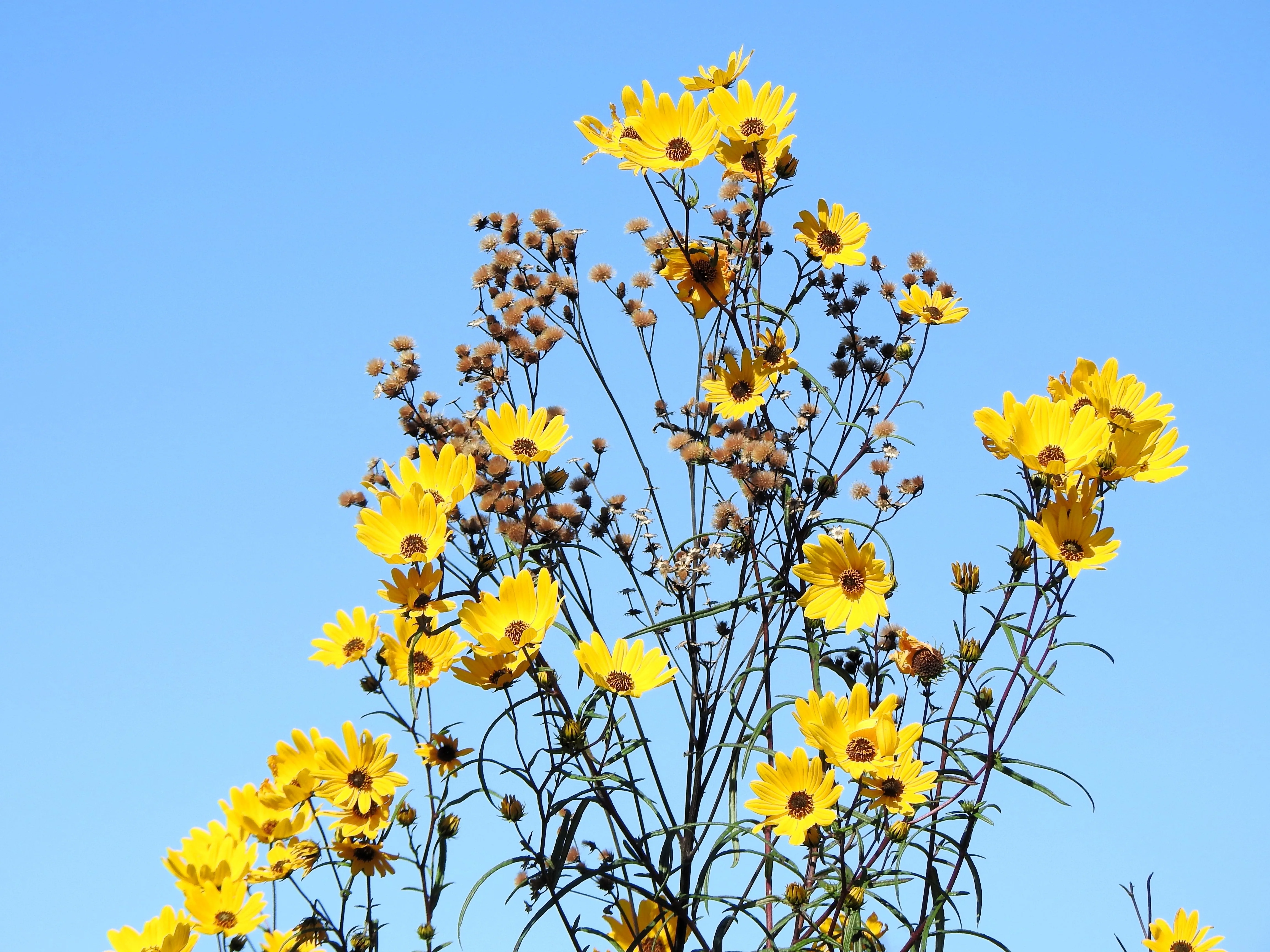 100 SWAMP SUNFLOWER (Narrowleaf Sunflower) Helianthus Angustifolius Flower Seeds - Image 5