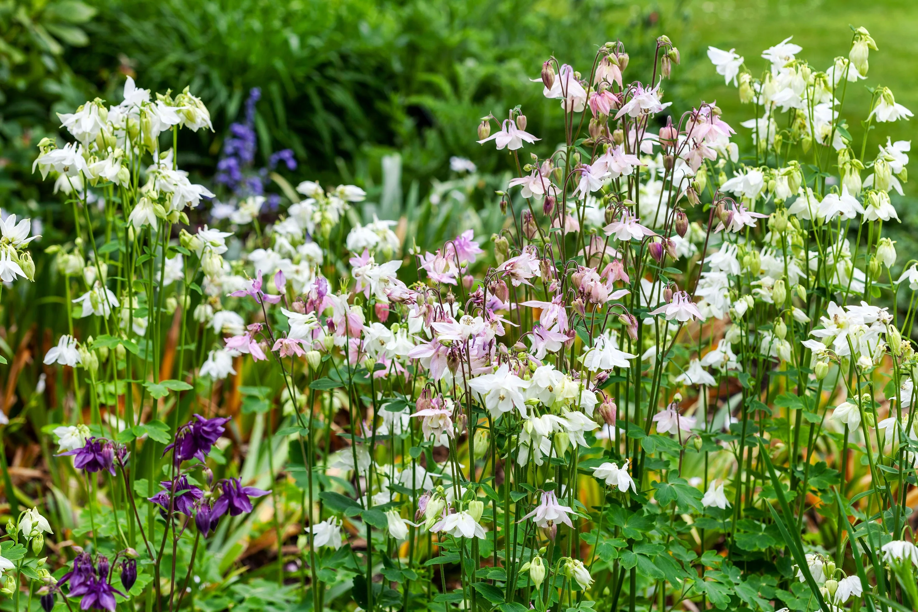 100 TALL DOUBLE COLUMBINE Aquilegia Vulgaris Mixed Colors Red, Pink, Purple, & White Flower Seeds - Image 2
