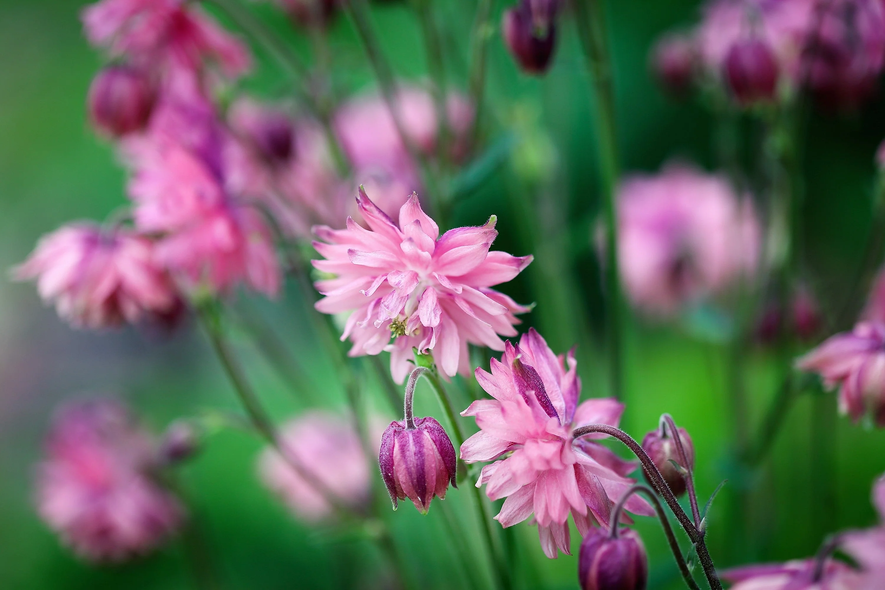 100 TALL DOUBLE COLUMBINE Aquilegia Vulgaris Mixed Colors Red, Pink, Purple, & White Flower Seeds - Image 6