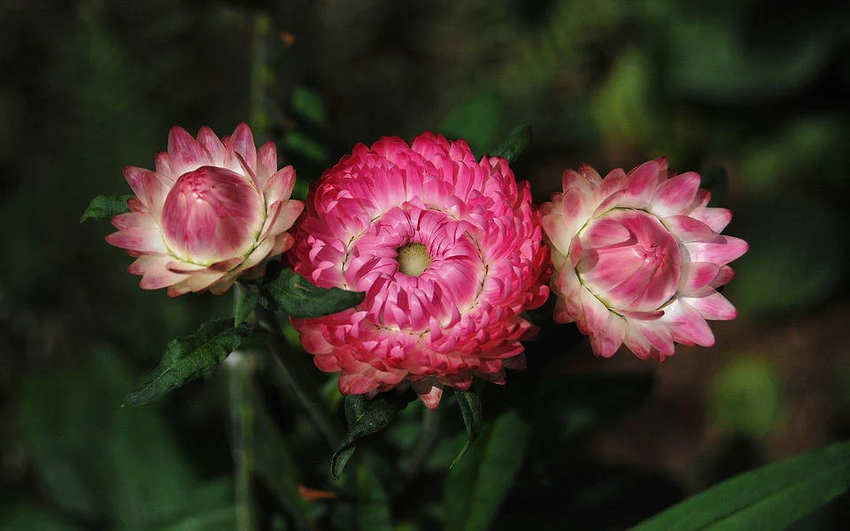 100 TALL Double MIXED Colors STRAWFLOWER Helichrysum Monstrosum Flower Seeds - Image 5