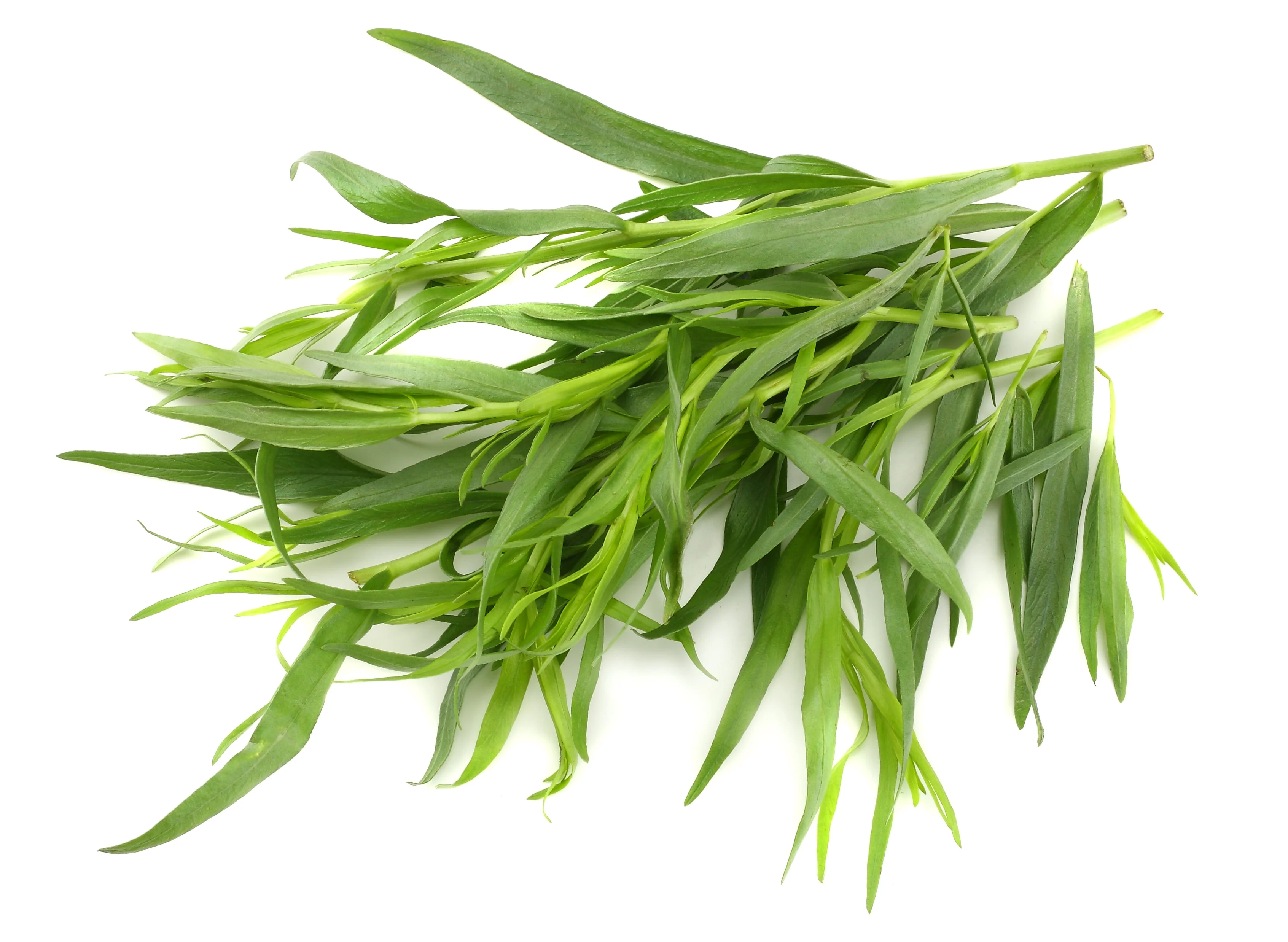 100 TARRAGON - Kitchen / Common / Dragons Wort - Artemisia Dracunculus Flower Culinary Herb Seeds - Image 2