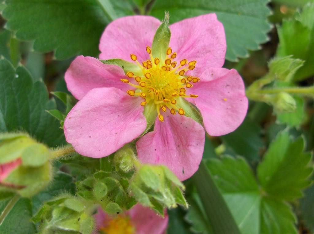 100 VESCA BARON STRAWBERRY Solemacher Berry Fragari Fruit Seeds - Image 3