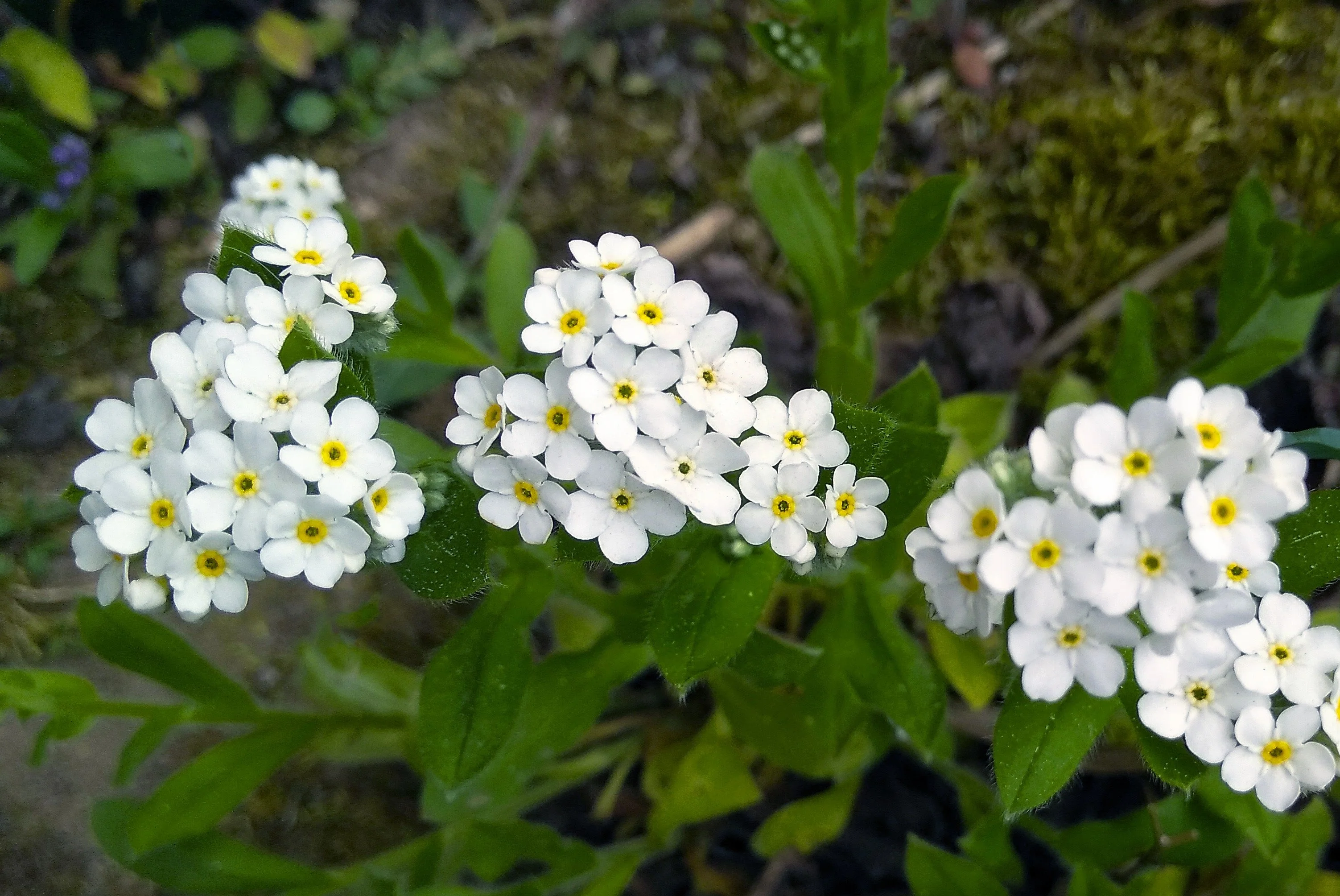 100 Victoria WHITE FORGET Me NOT Myosotis Alpestris Shade or Sun Flower Seeds - Image 6