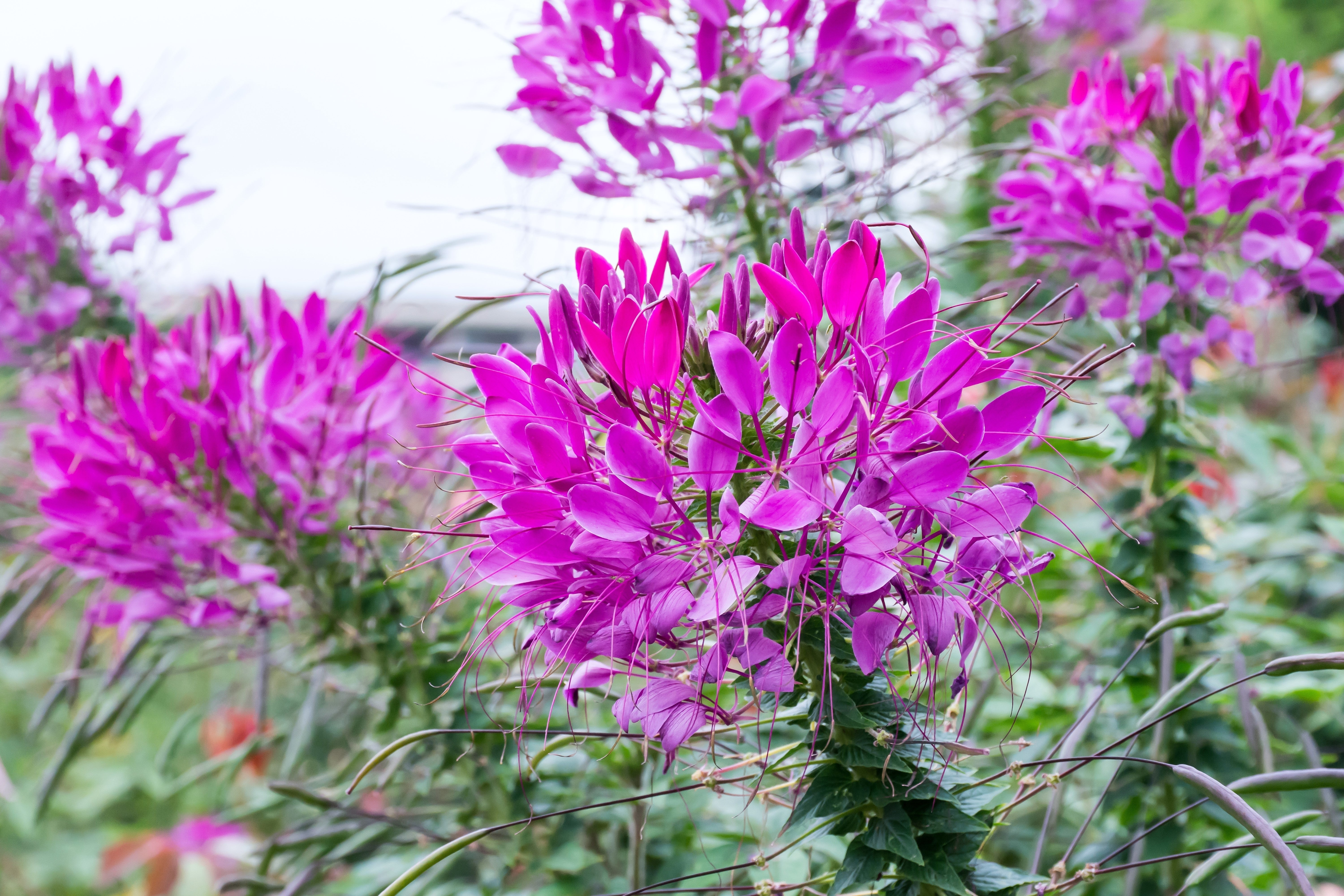 100 VIOLET QUEEN CLEOME Hassleriana Cleome Spinosa Purple Spider Flower Seeds - Image 4