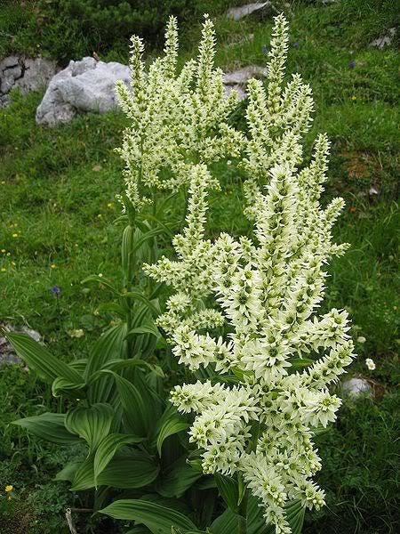 100 VIRGINIA BUNCHFLOWER LILY (White Hellebore / Corn Lily) Melanthium Virginicum Flower Seeds - Image 3
