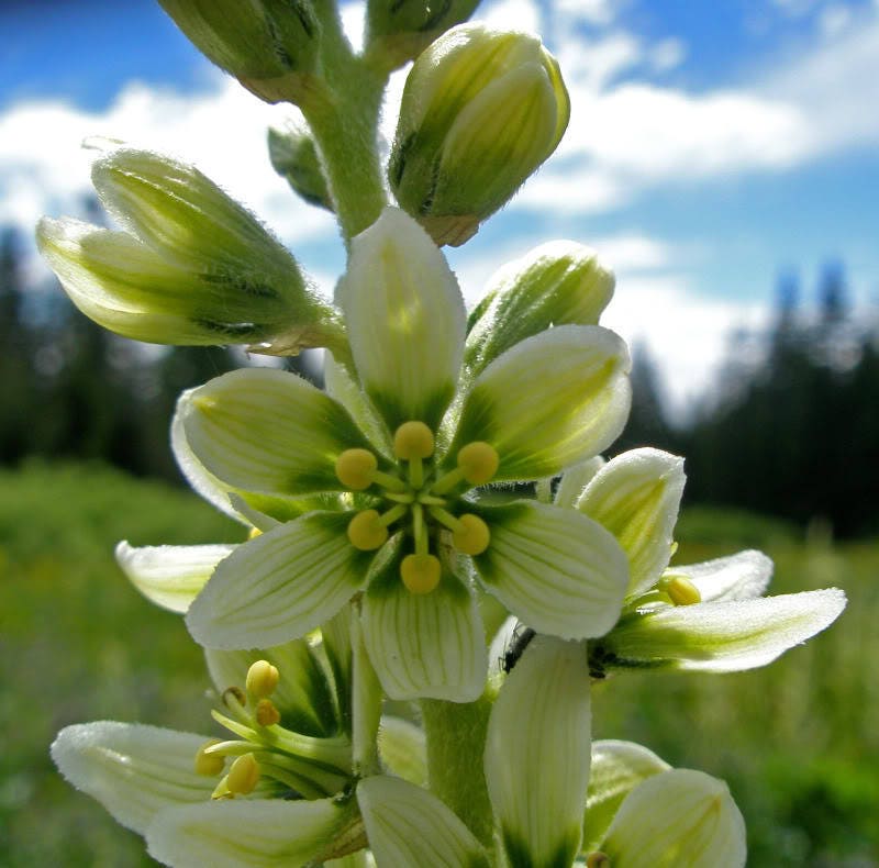 100 VIRGINIA BUNCHFLOWER LILY (White Hellebore / Corn Lily) Melanthium Virginicum Flower Seeds - Image 5