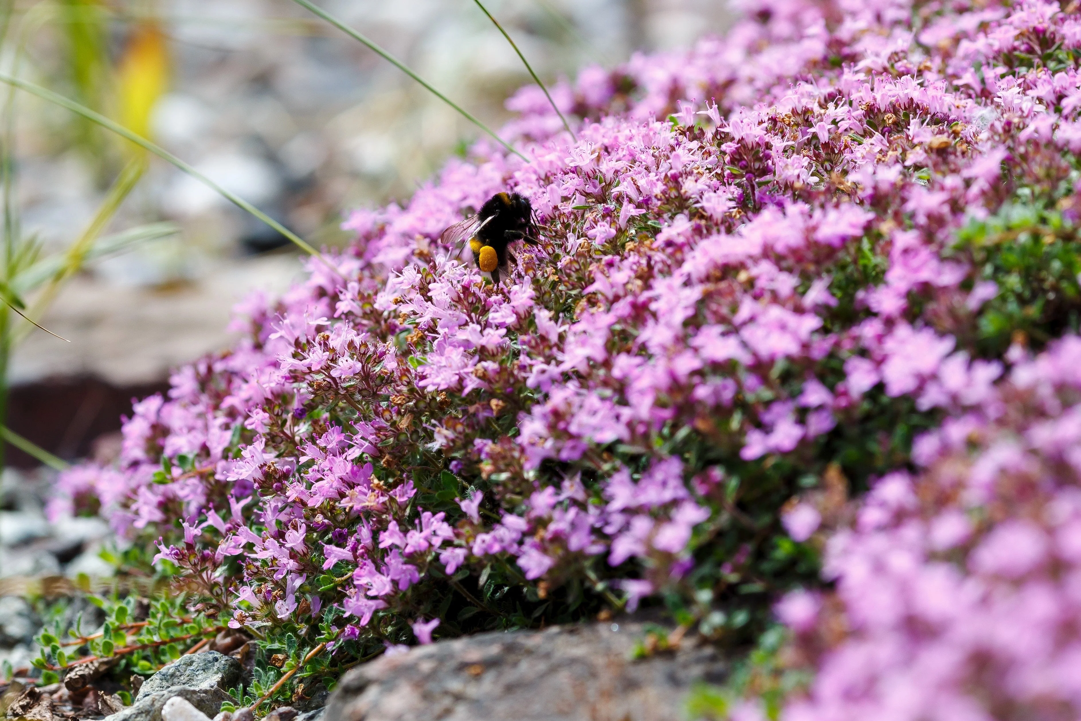 100 Walk On Me CREEPING THYME Thymus Serpyllum Herb Flower Seeds - Image 4