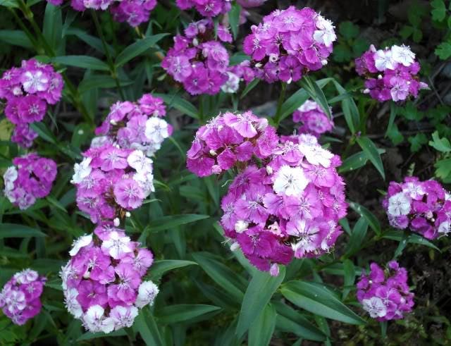 100 WEE Willie Dwarf SWEET WILLIAM Mixed Colors Dianthus Barbatus Flower Seeds - Image 7