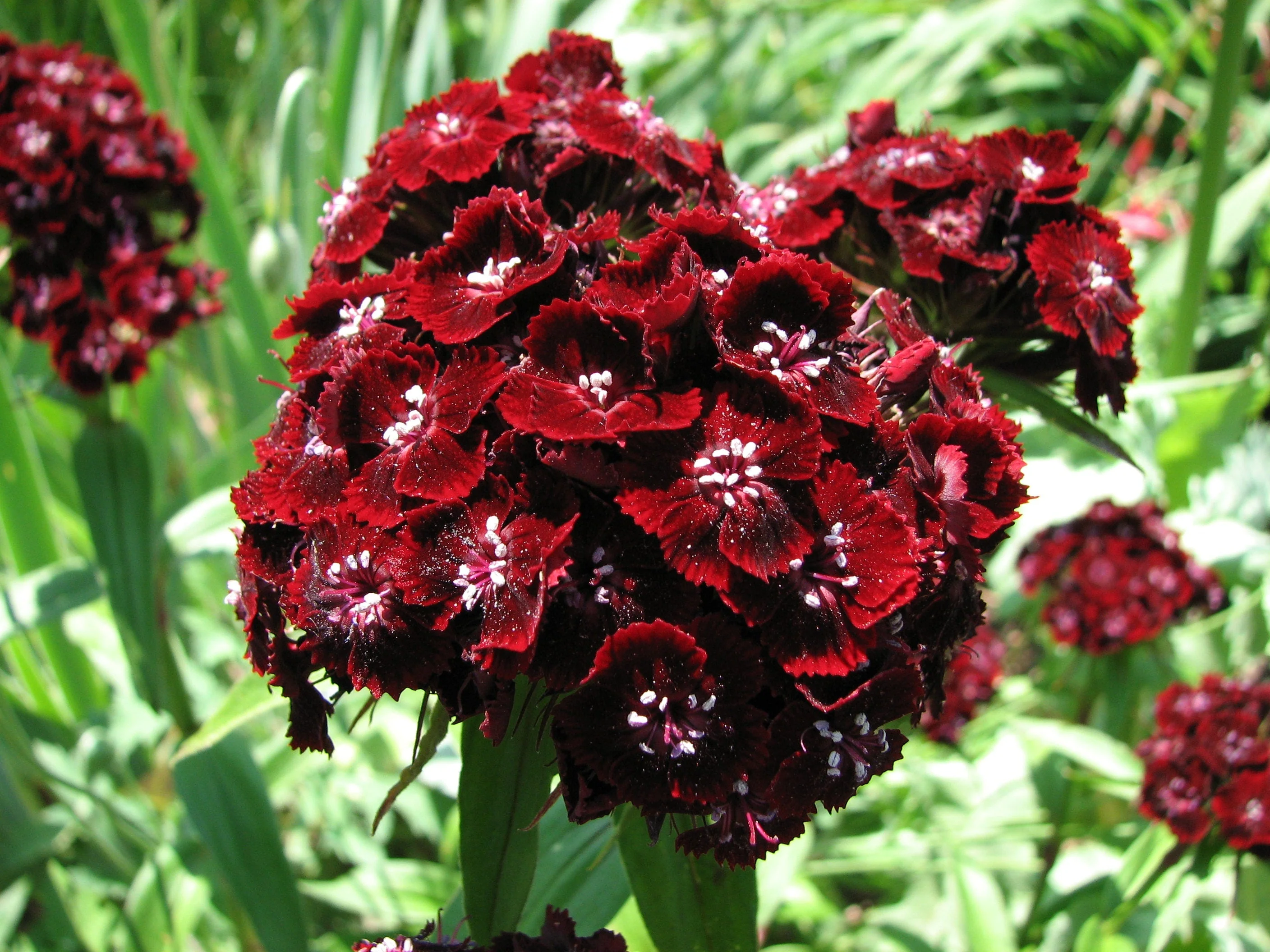 100 WEE Willie Dwarf SWEET WILLIAM Mixed Colors Dianthus Barbatus Flower Seeds - Image 9
