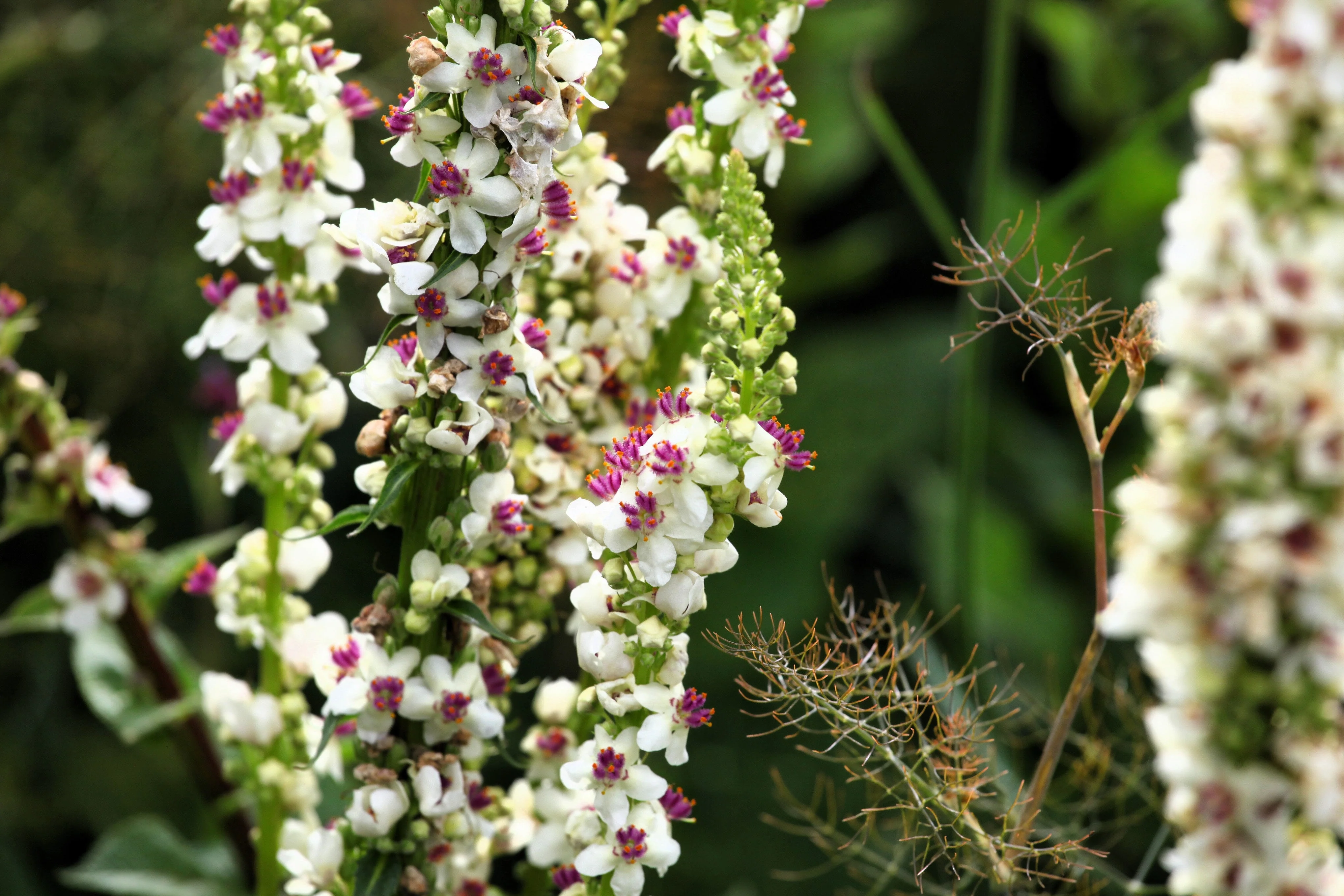 100 WHITE BLUSH VERBASCUM Blattaria Albiflorum Moth Mullein Flower Seeds - Image 5