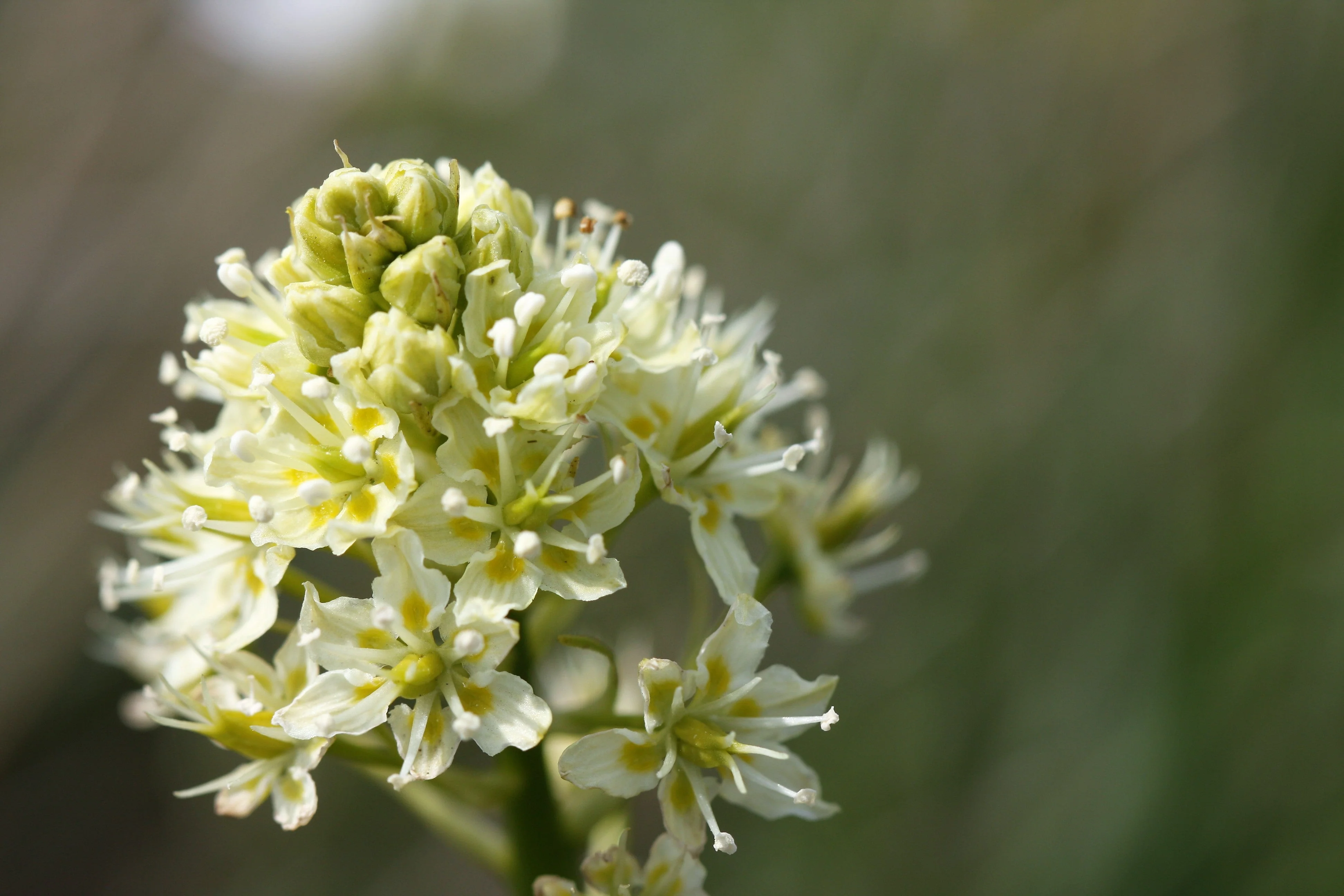 100 WHITE CAMAS Anticlea Elegans Zigadenus Camass Alkali Native Flower Seeds - Image 7