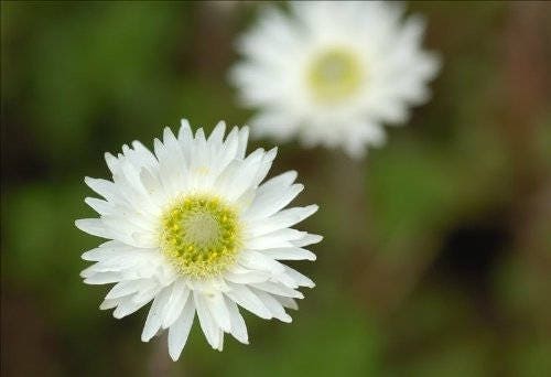 100 WHITE DOUBLE STRAWFLOWER Helichrysum Monstrosum Flower Seeds - Image 5