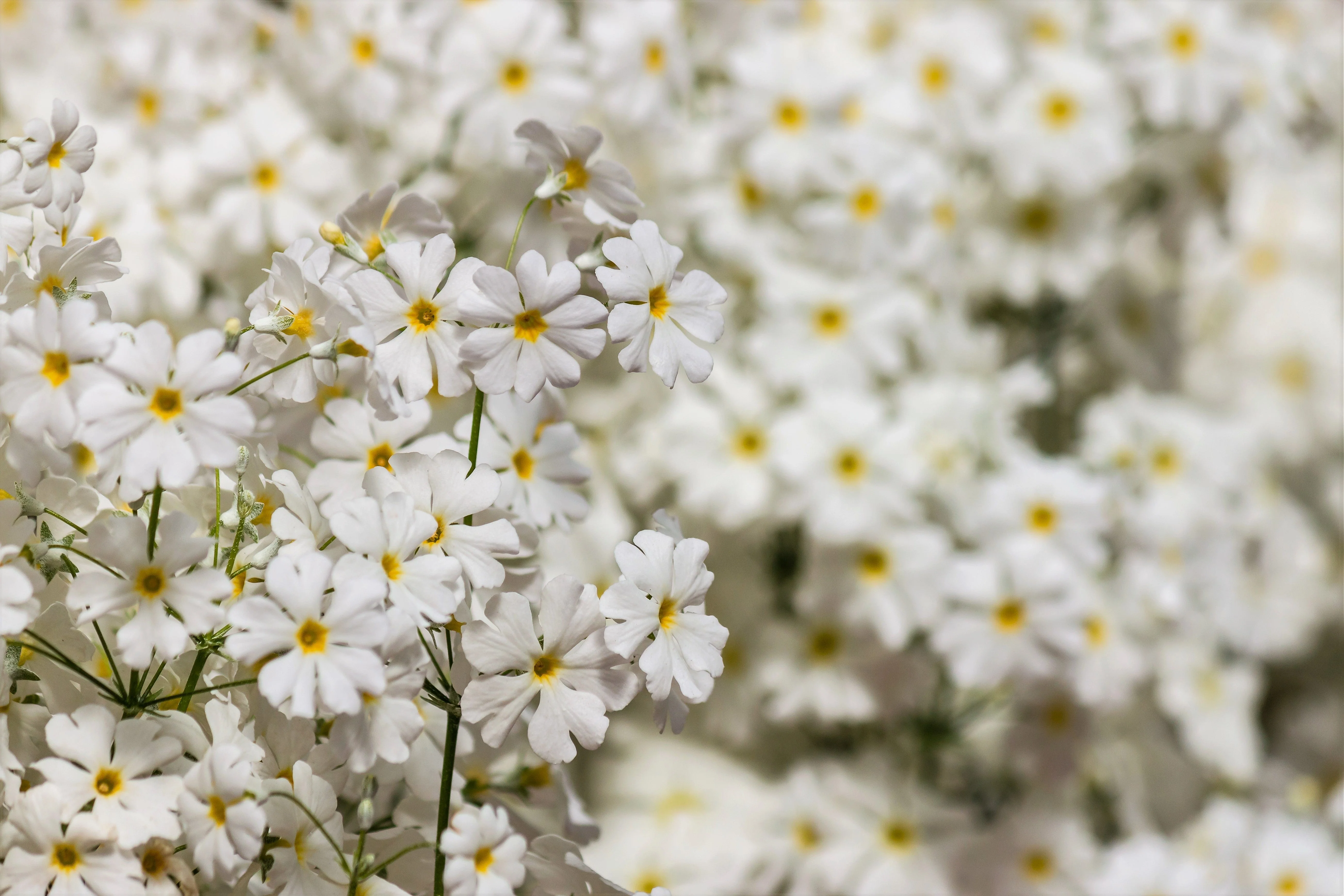 100 WHITE FAIRY PRIMROSE Primula Malacoides Baby Primrose Shade Houseplant Flower Seeds - Image 2