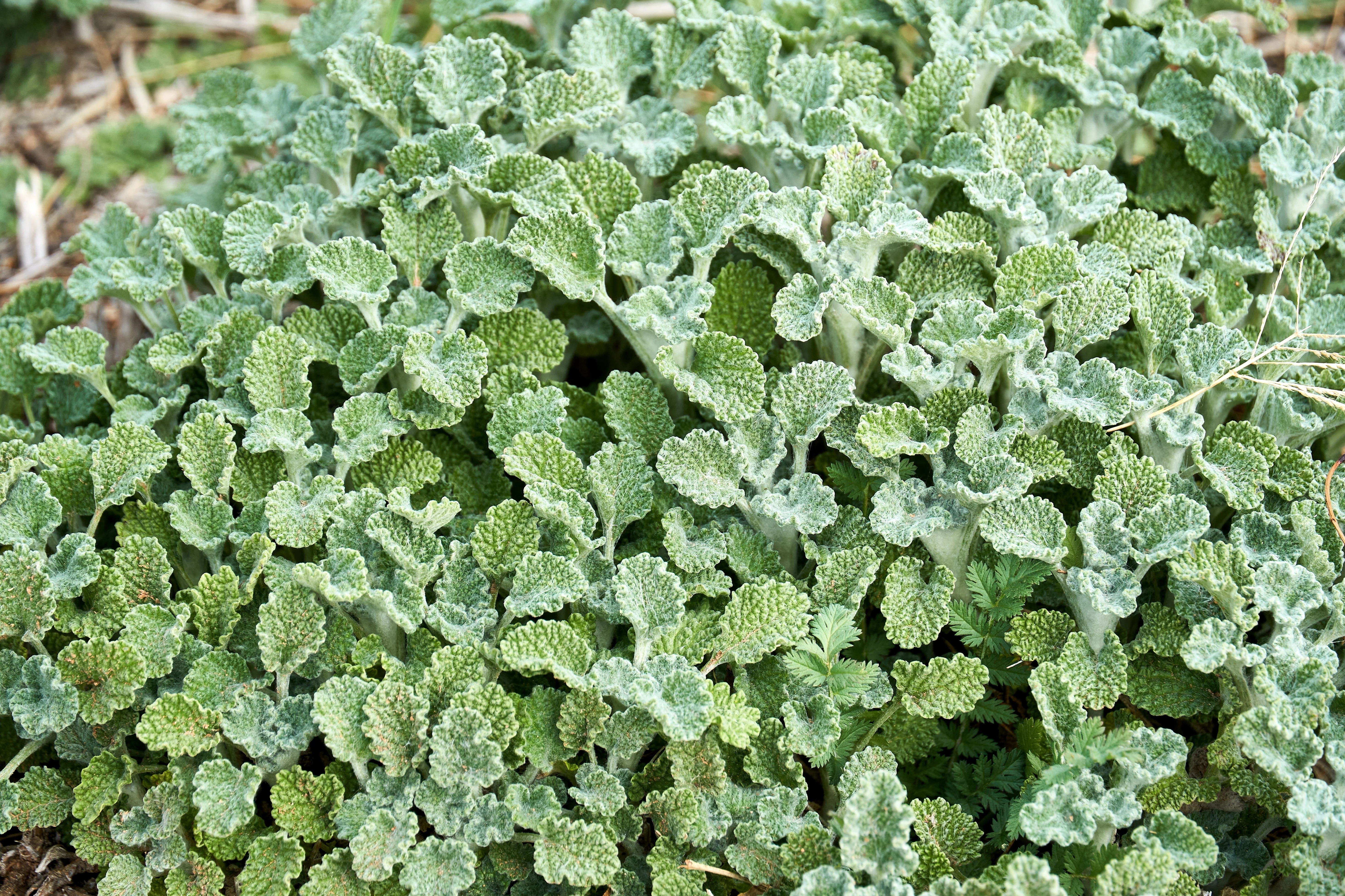 100 White HOREHOUND Marrubium Vulgare Herb Flower Seeds - Image 2