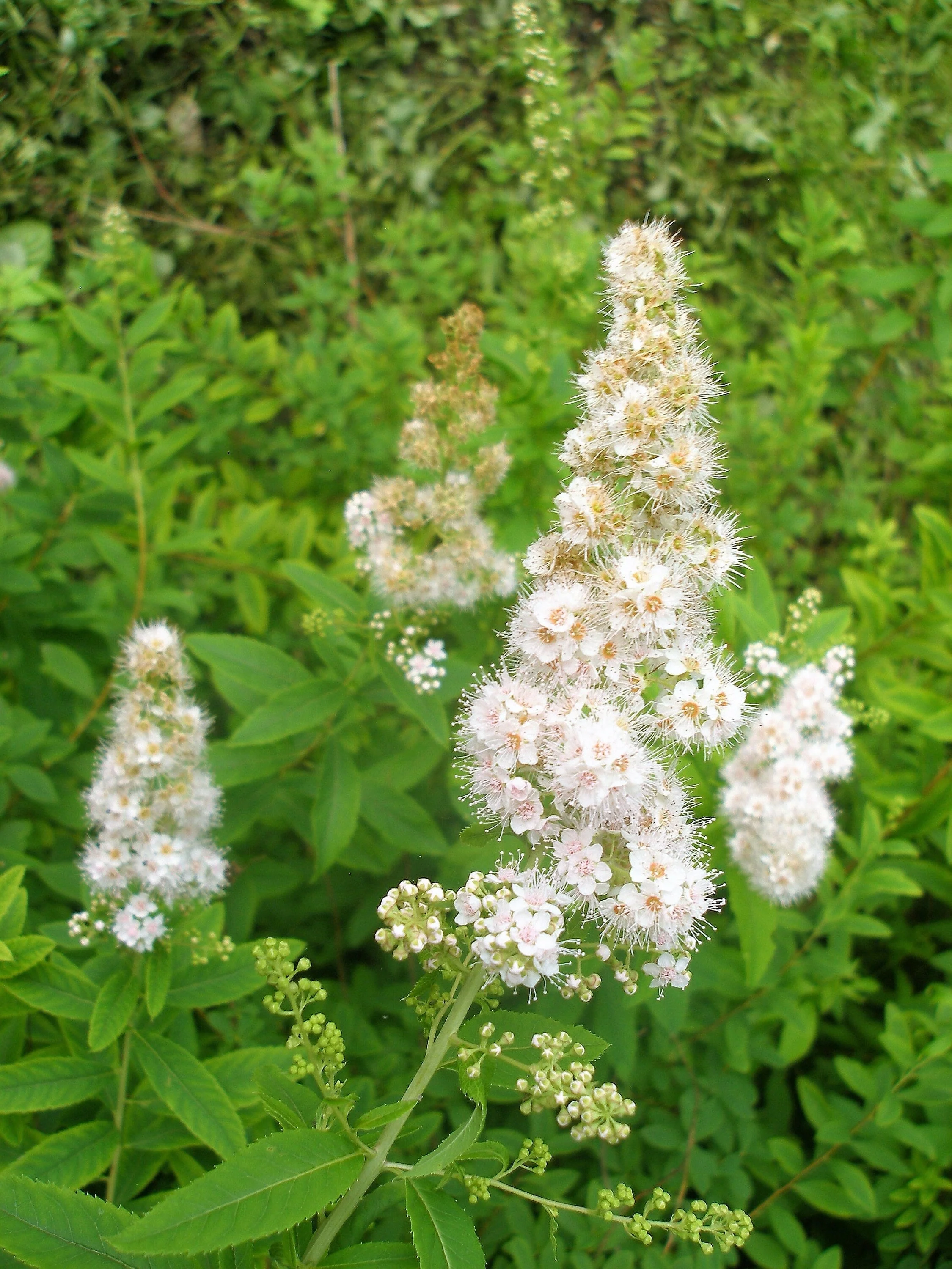 100 WHITE MEADOWSWEET Spiraea Alba Narrow Leaved Queen of the Prairie Native Flower Shrub Seeds - Image 7