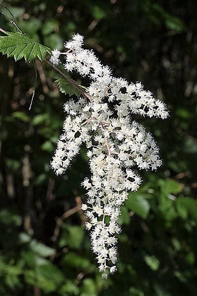 100 White OCEANSPRAY Shrub Creambush Mountain Spray Holodiscus Flower Seeds - Image 3