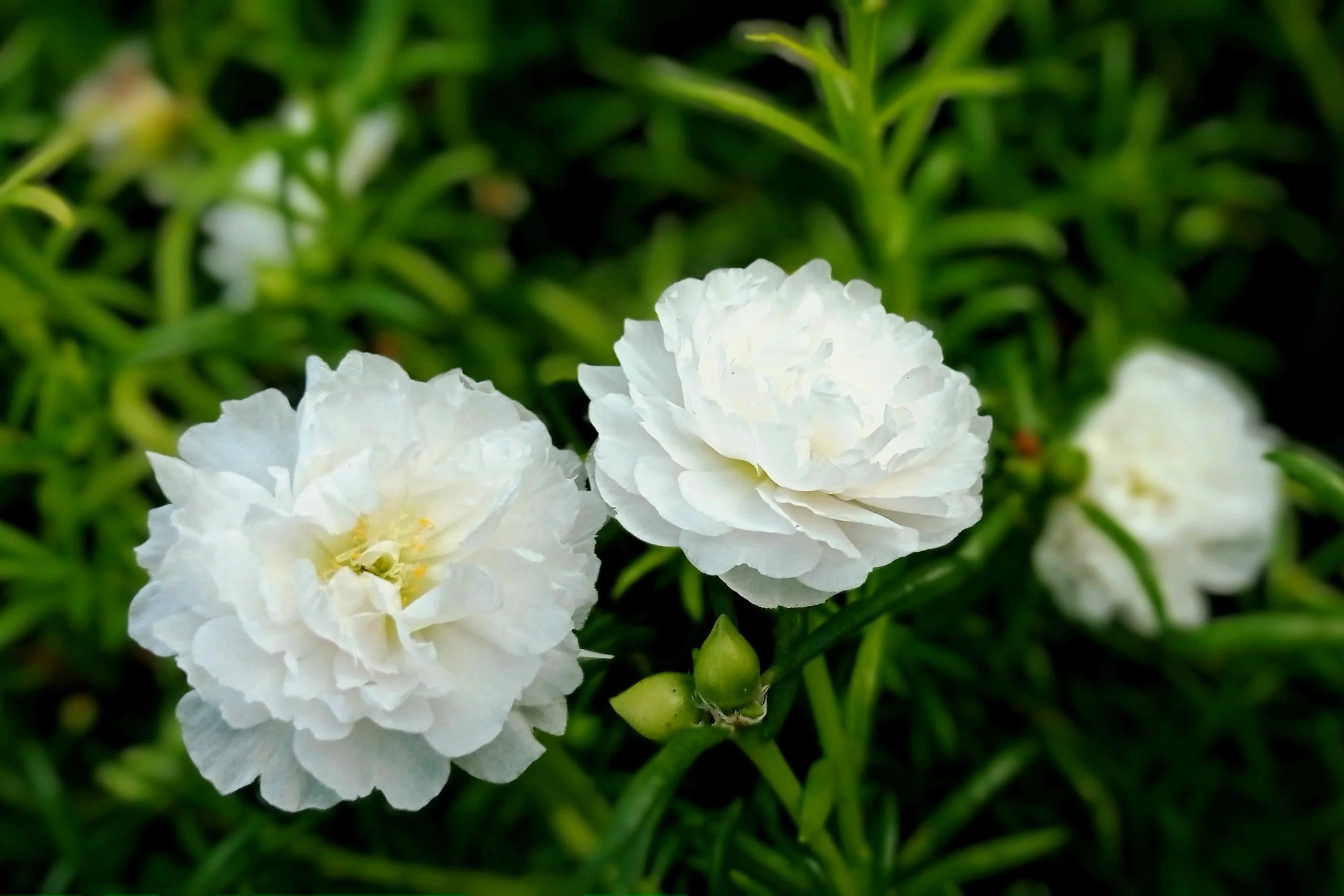 100 White PORTULACA Grandiflora / MOSS ROSE Succulent Flower Seeds - Image 3