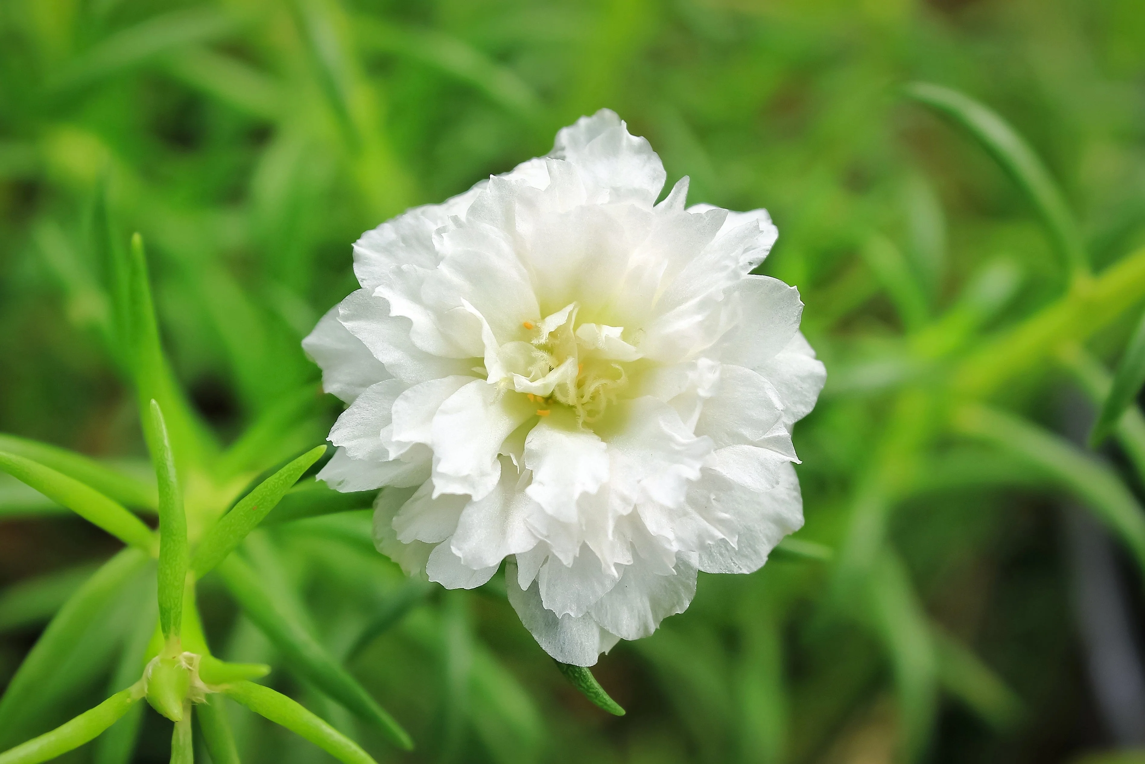 100 White PORTULACA Grandiflora / MOSS ROSE Succulent Flower Seeds - Image 8