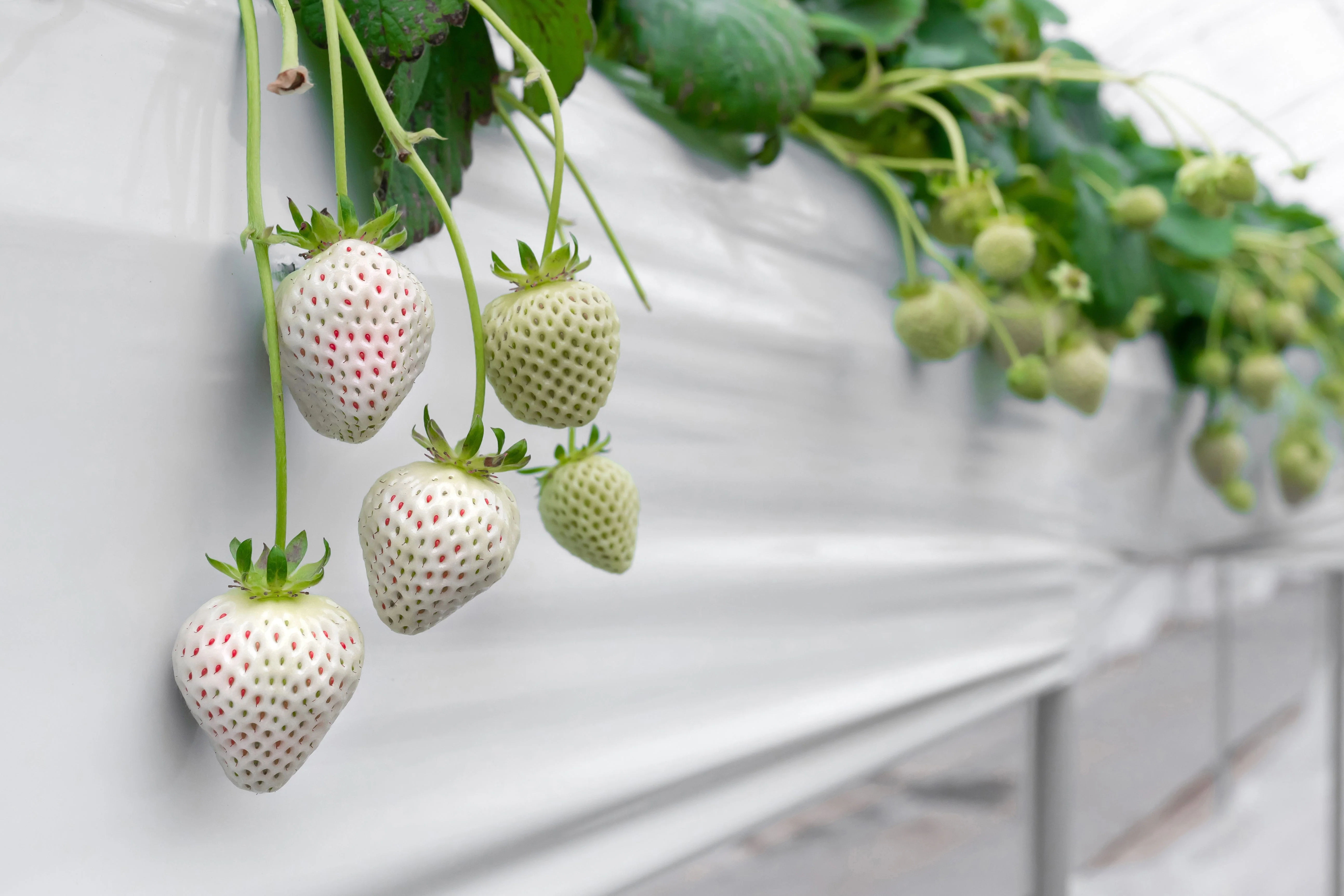 100 WHITE SOUL STRAWBERRY Fragaria Vesca Fruit Flower Berry Seeds - Image 8