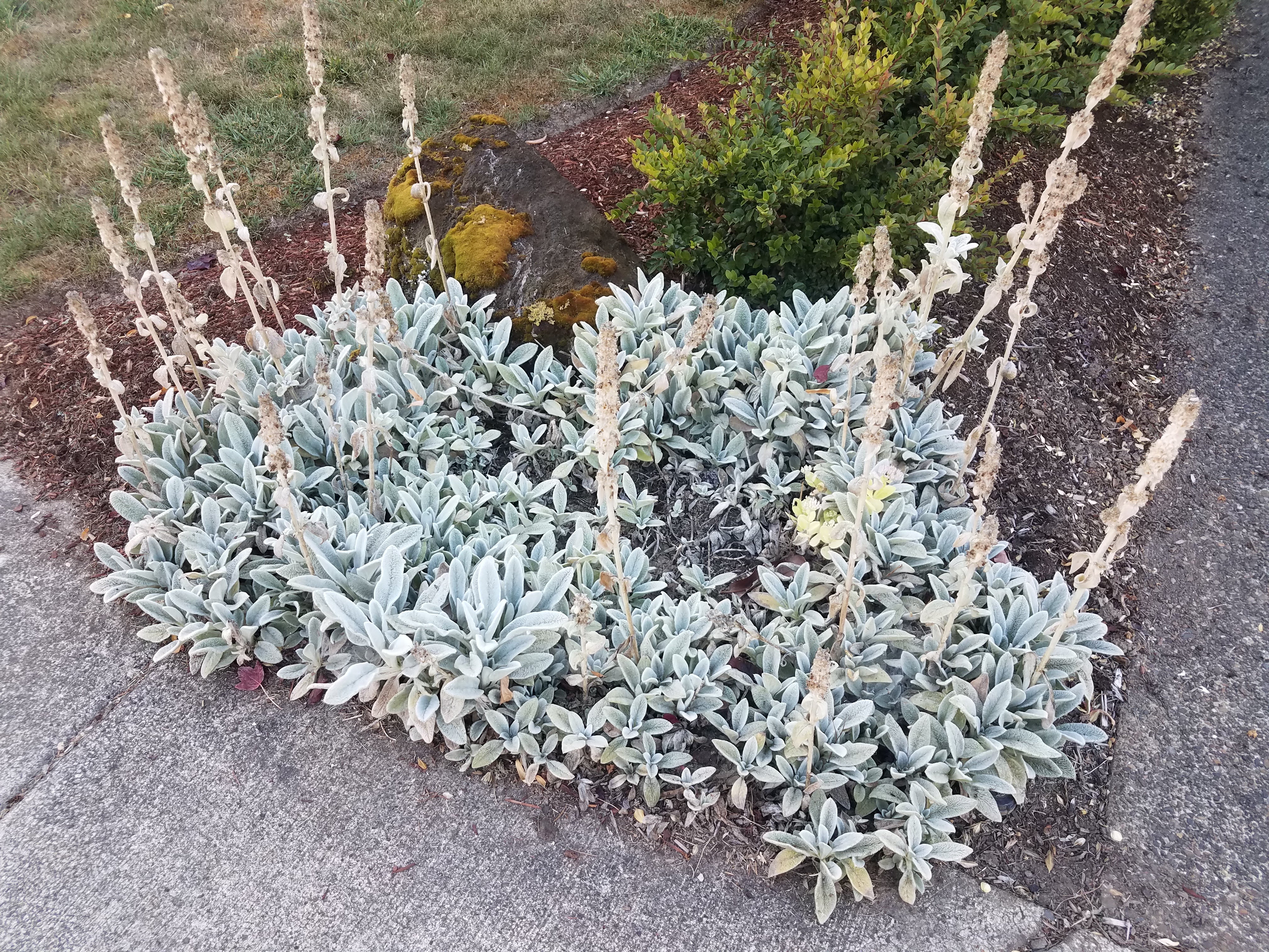 100 Wolly LAMBS EAR Stachys Byzantina Silvery Fuzzy Leaves Purple Flower Seeds - Image 7