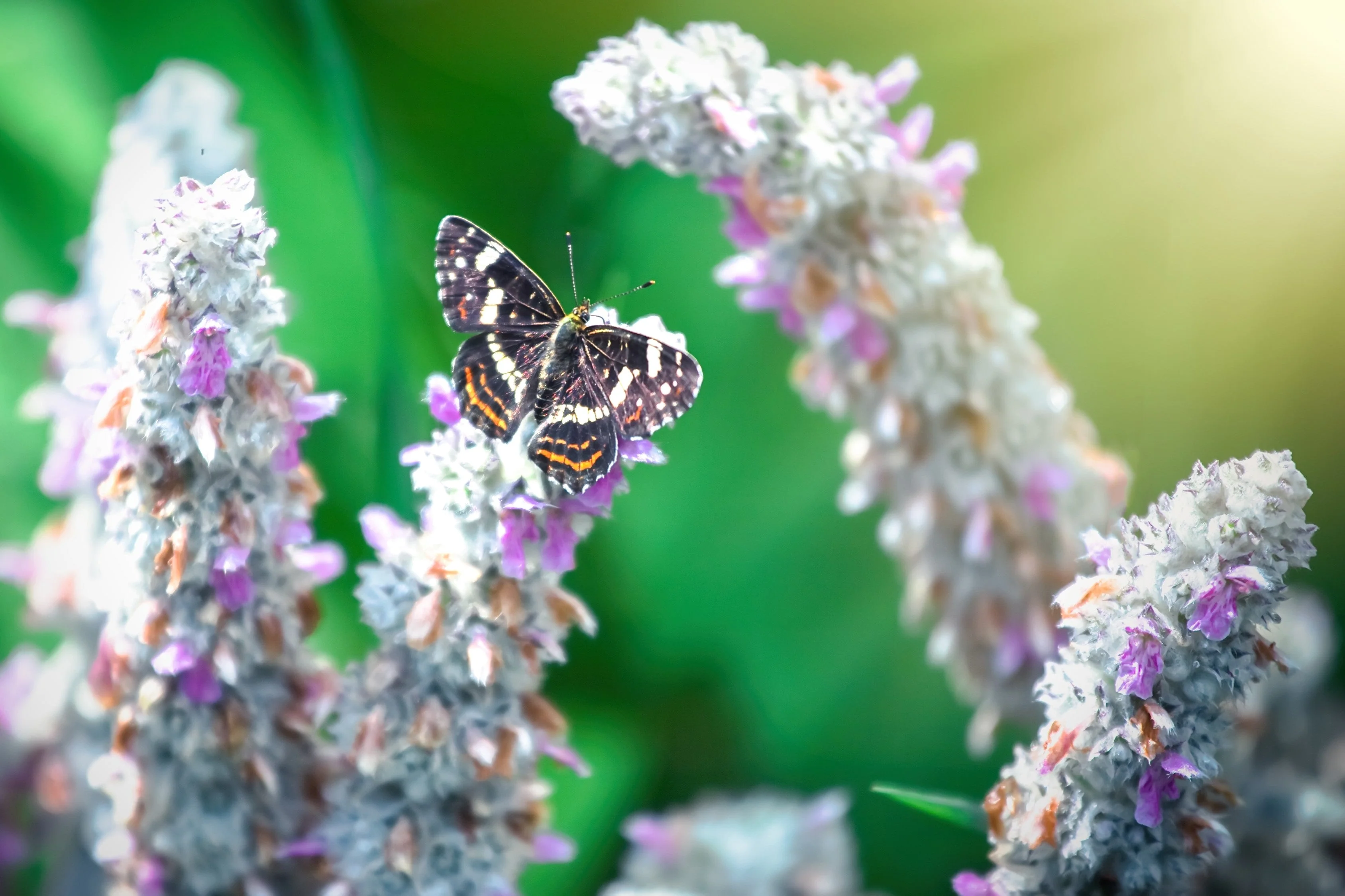100 Wolly LAMBS EAR Stachys Byzantina Silvery Fuzzy Leaves Purple Flower Seeds - Image 9