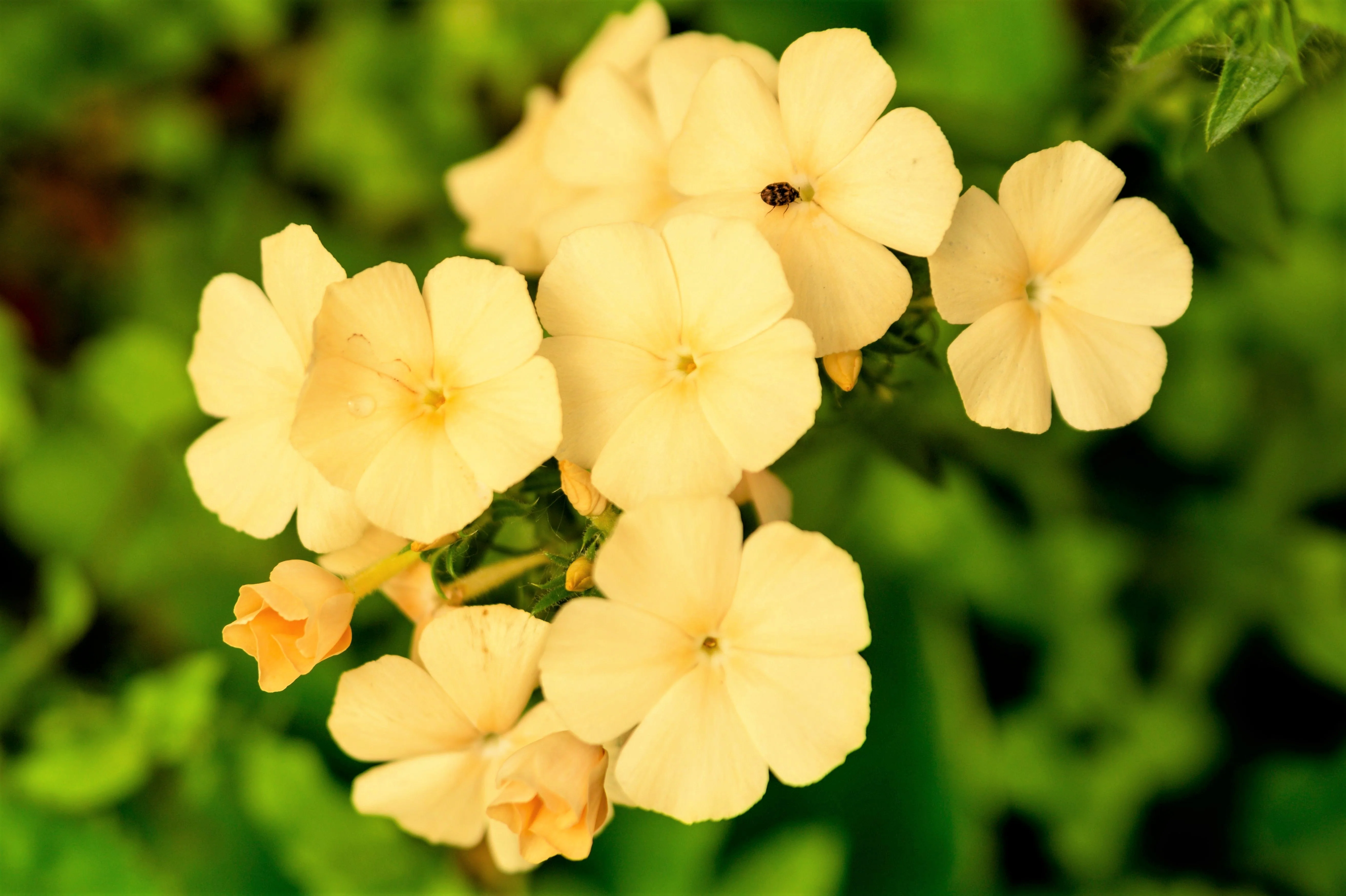 100 YELLOW BEAUTY PHLOX Drummondii Nana Compacta Short Dwarf Flower Seeds - Image 3