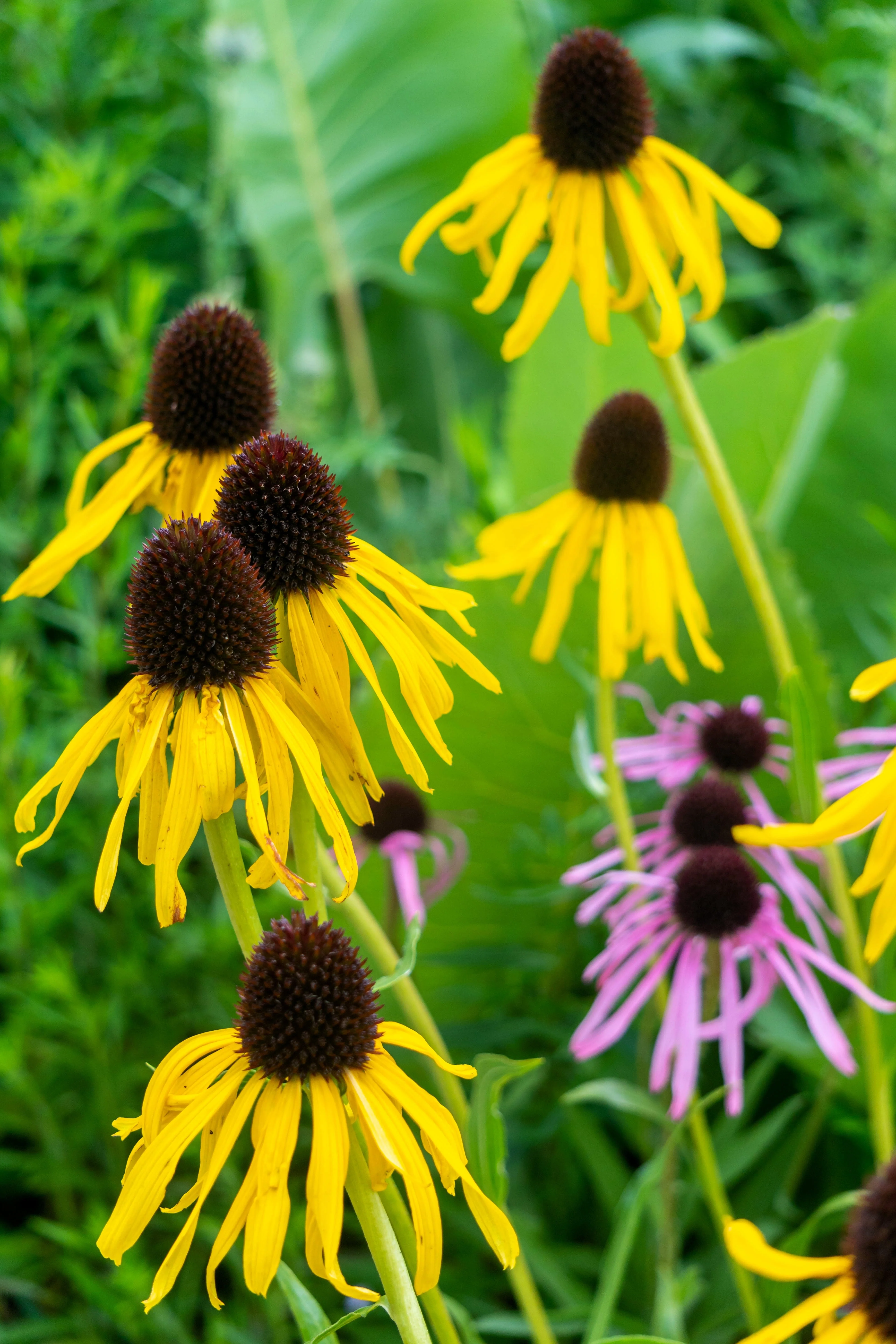 100 YELLOW CONEFLOWER Ratibida Pinnata Flower Seeds - Image 4