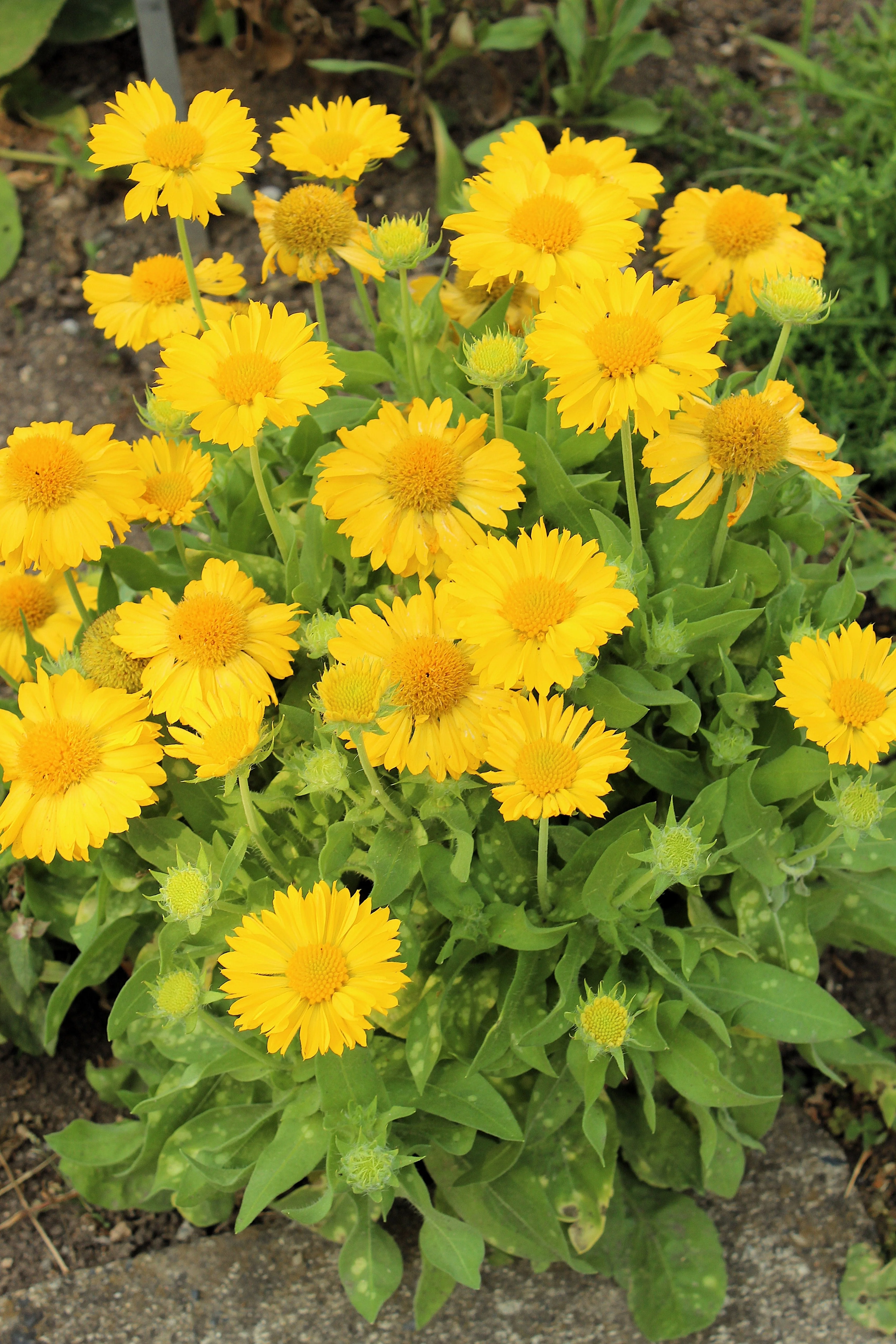 100 YELLOW GAILLARDIA (Blanket Flower / Indian Blanket) Gaillardia Aristata Flower Seeds - Image 8