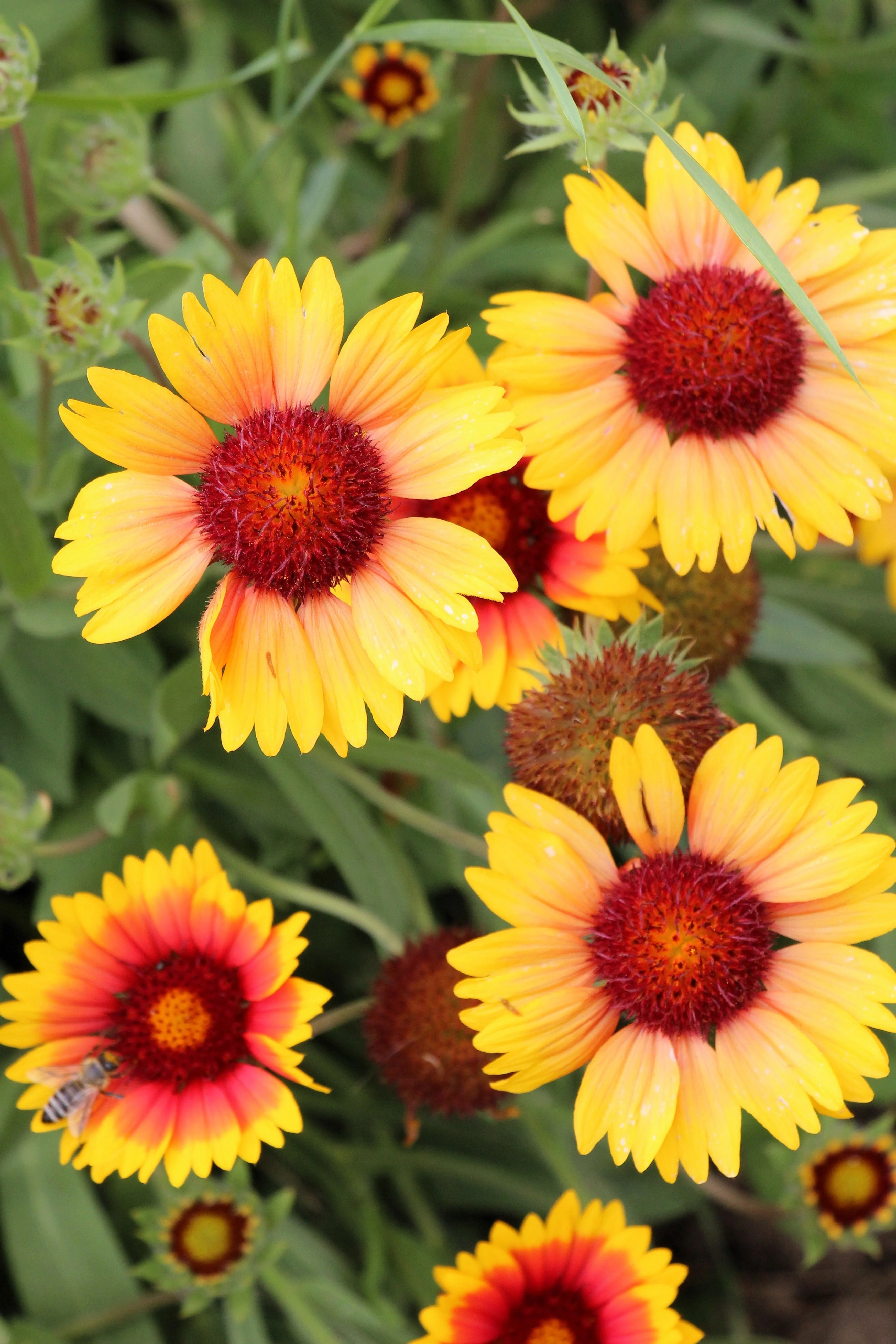 100 YELLOW GAILLARDIA (Blanket Flower / Indian Blanket) Gaillardia Aristata Flower Seeds - Image 9