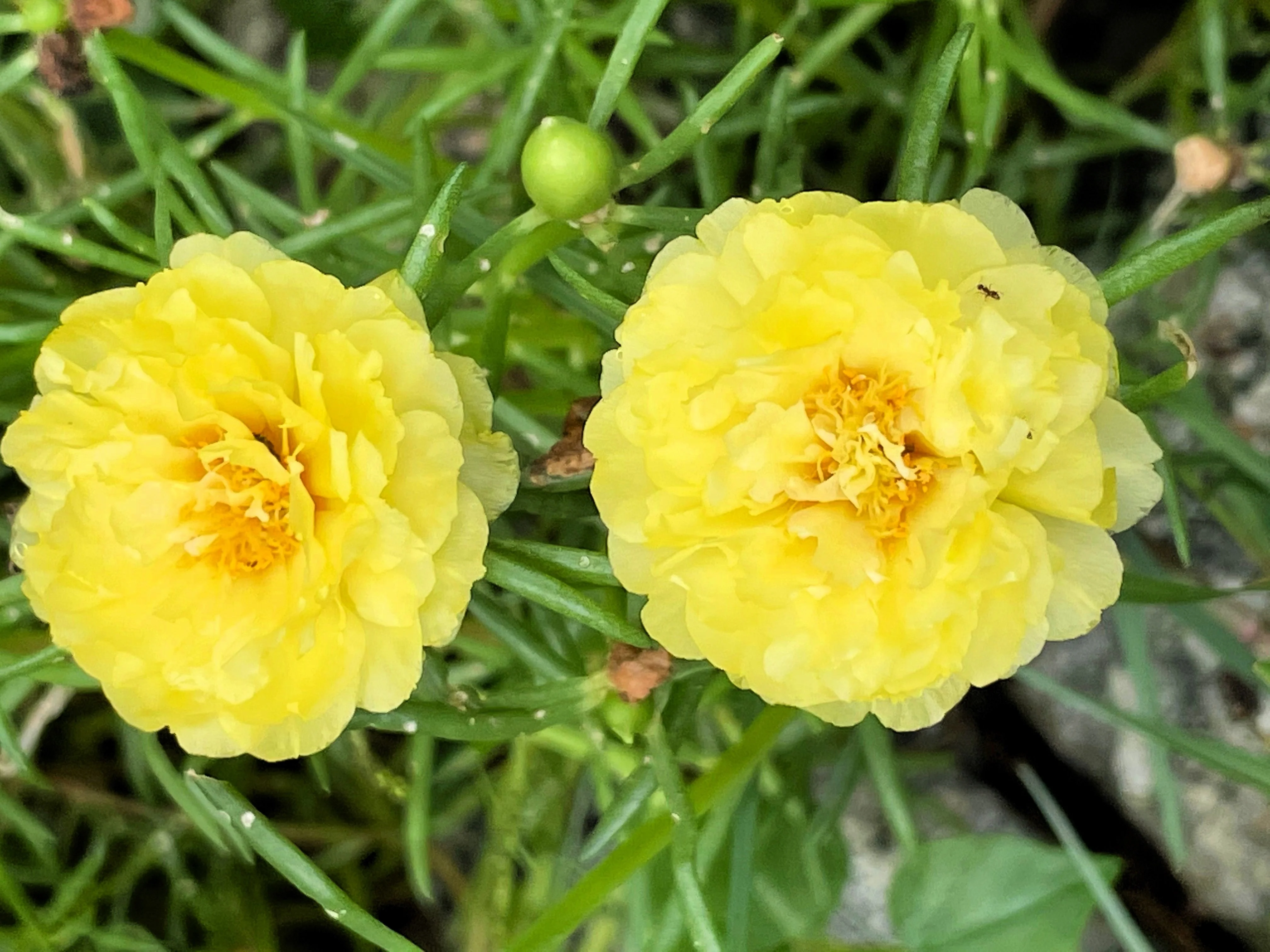 100 Yellow PORTULACA MOSS ROSE Portulaca Grandiflora Succulent Flower Seeds - Image 3