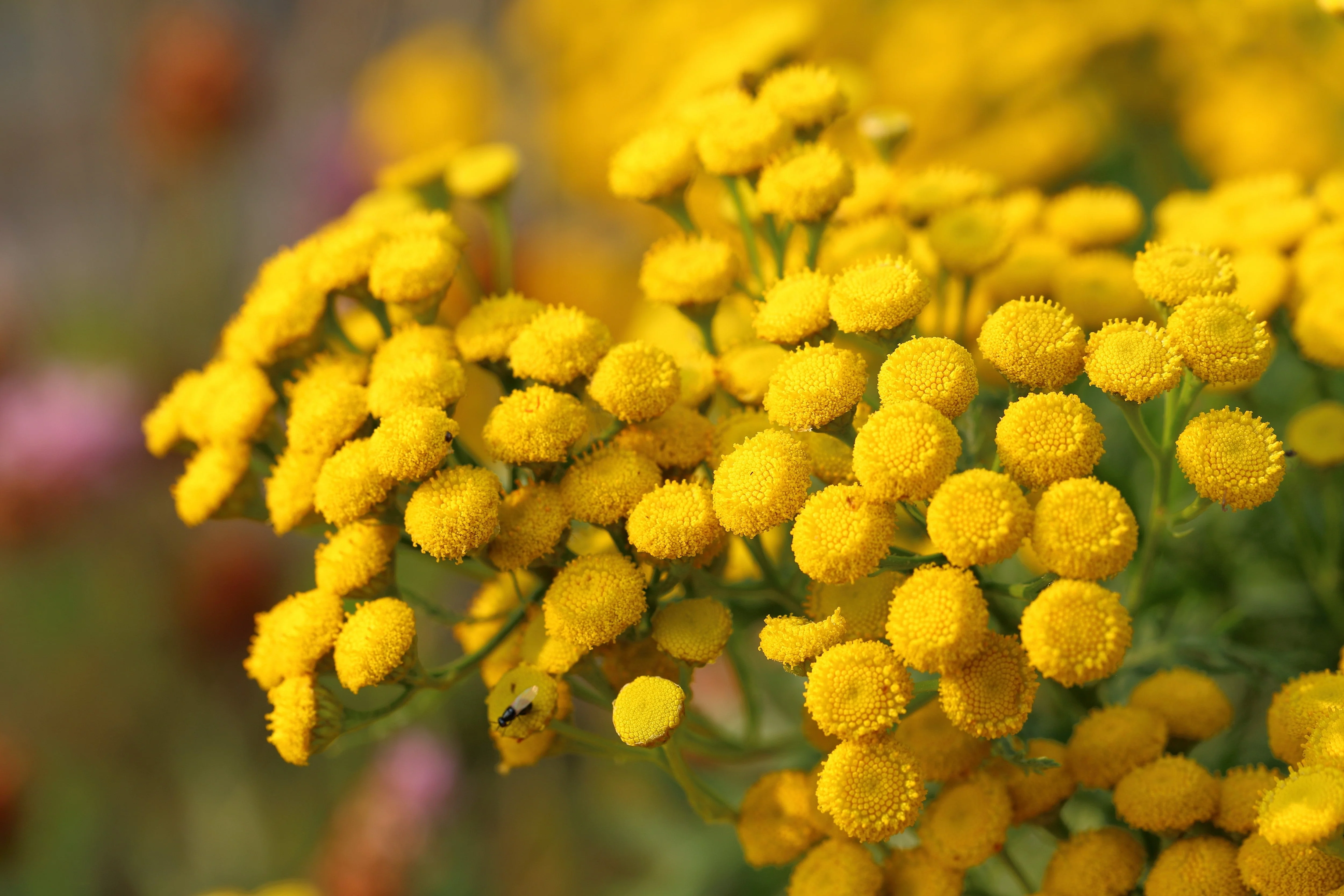 100 YELLOW TANSY Double Golden Buttons Fern Leaf Tanacetum Vulgare Flower Seeds - Image 10