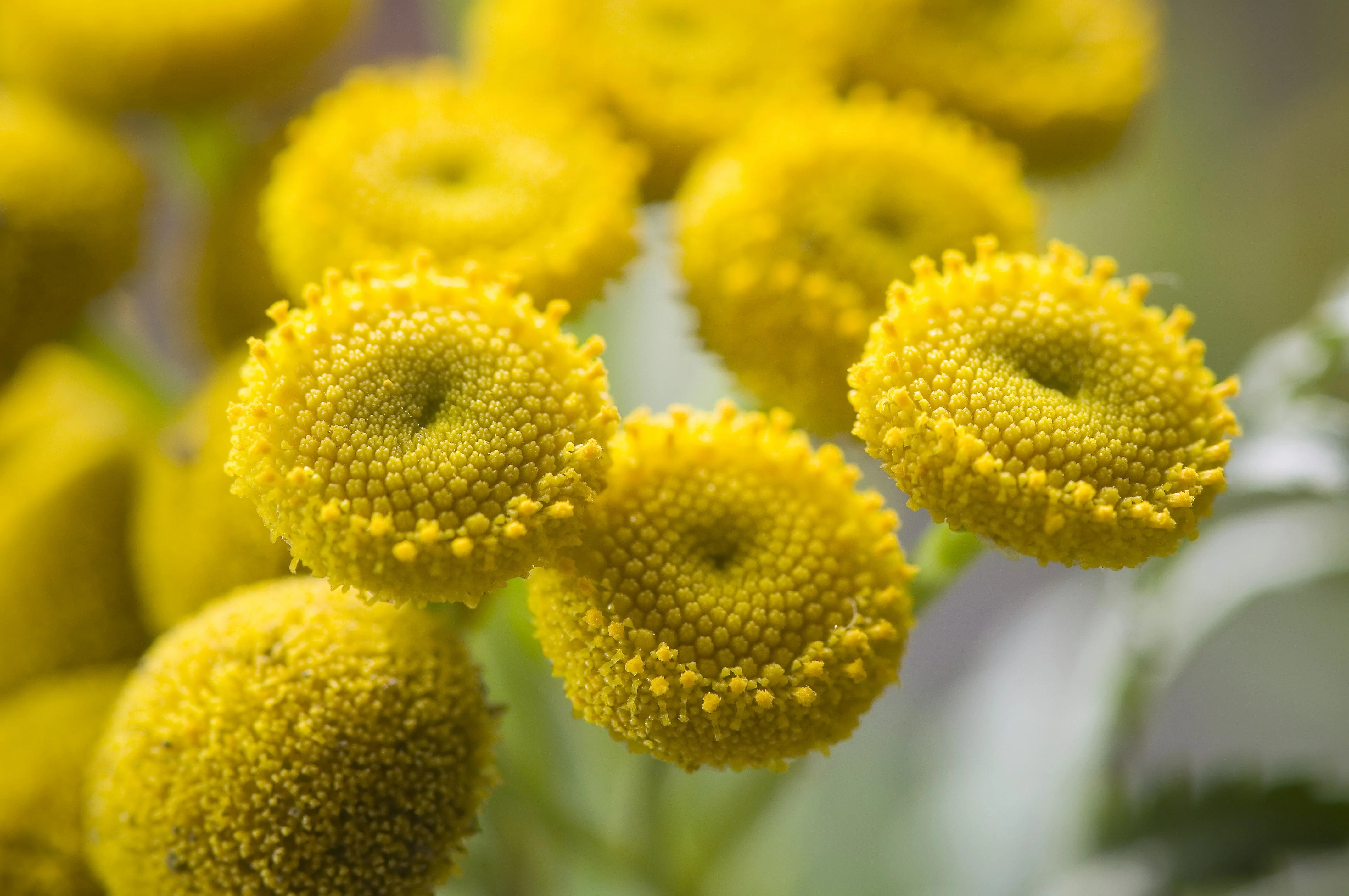 100 YELLOW TANSY Double Golden Buttons Fern Leaf Tanacetum Vulgare Flower Seeds - Image 7