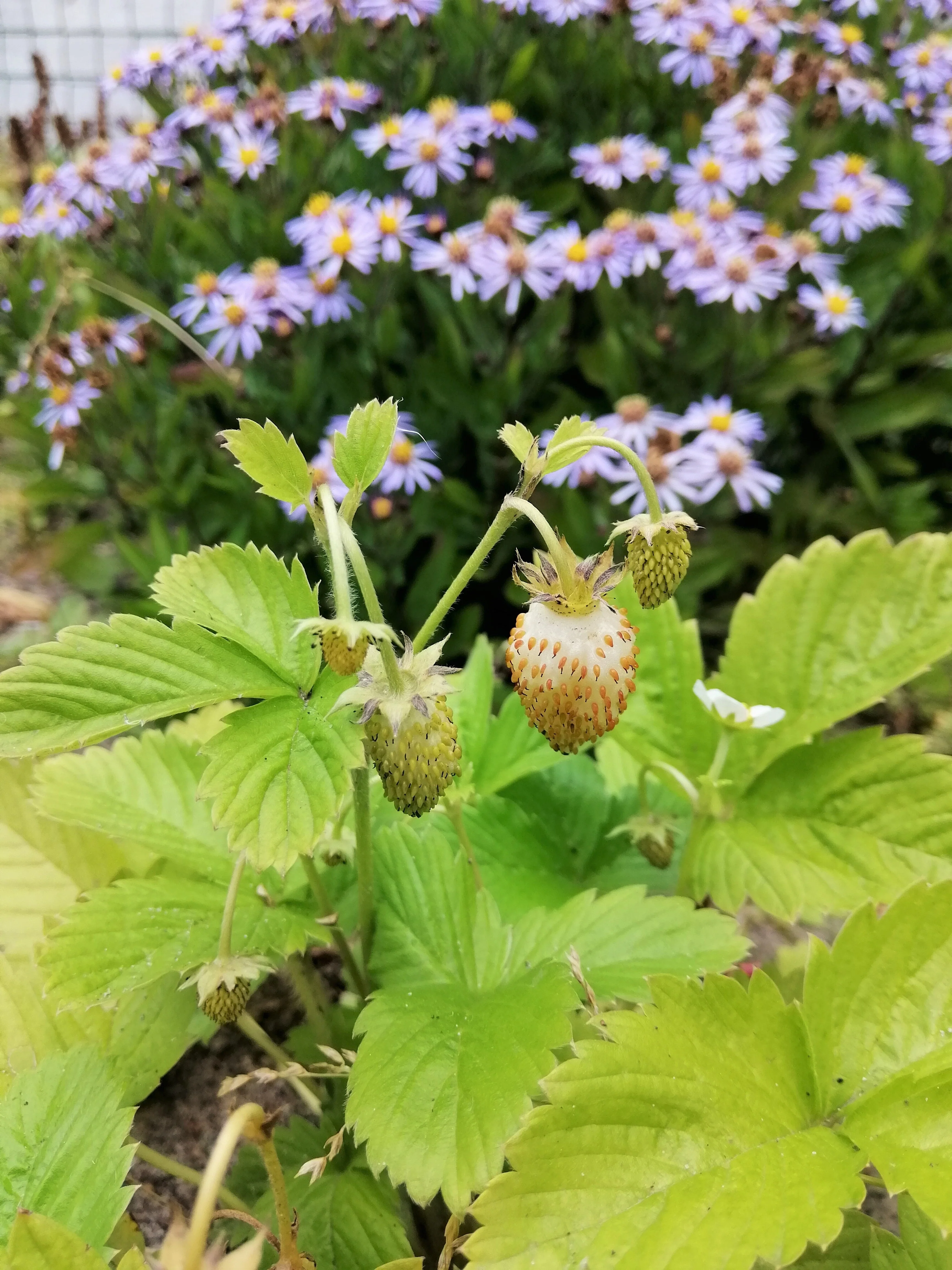 100 YELLOW WONDER STRAWBERRY Everbearing Heirloom Alpine Fragaria Vesca Yellow Berry Fruit Seeds - Image 12