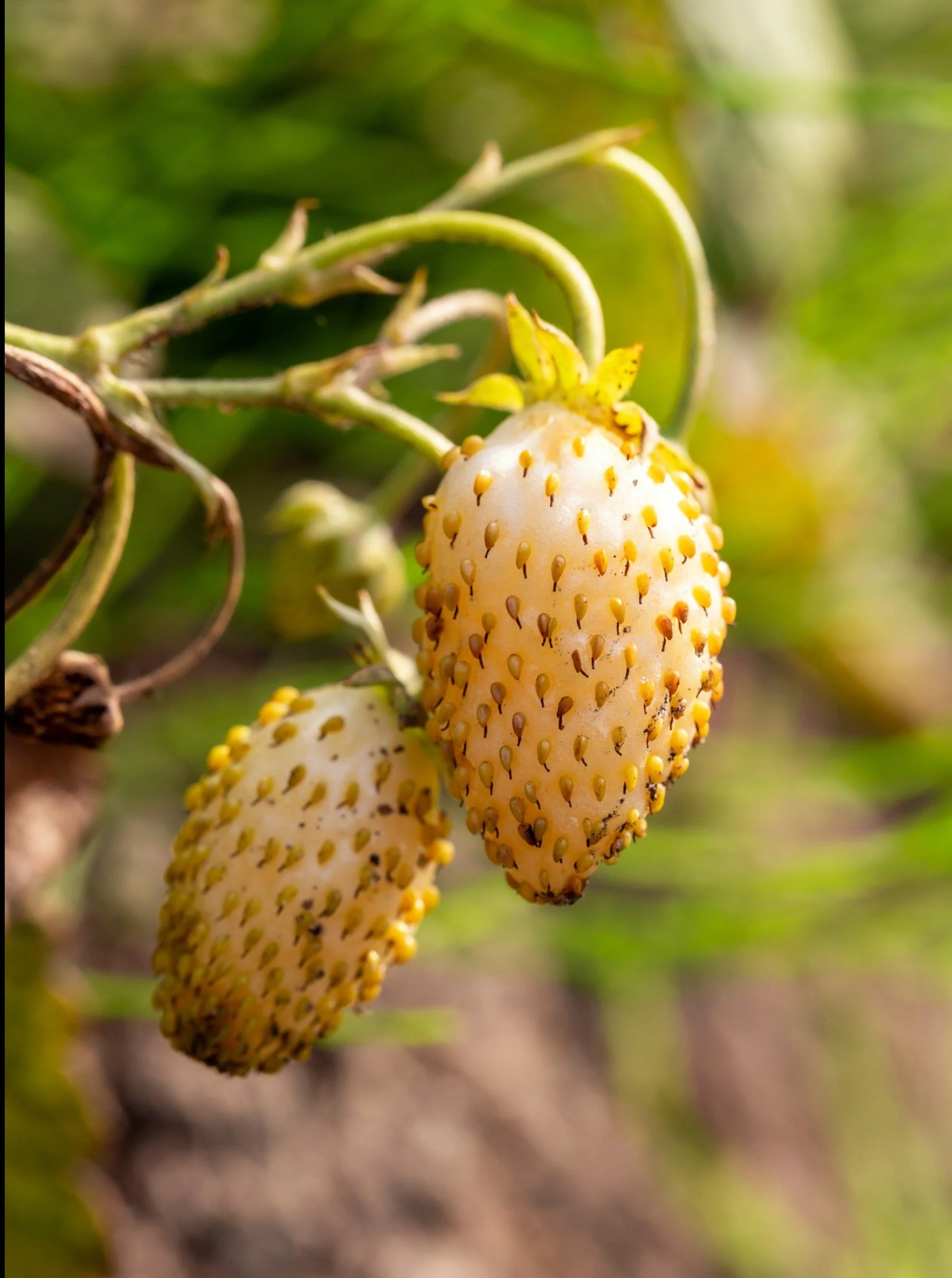 100 YELLOW WONDER STRAWBERRY Everbearing Heirloom Alpine Fragaria Vesca Yellow Berry Fruit Seeds - Image 13