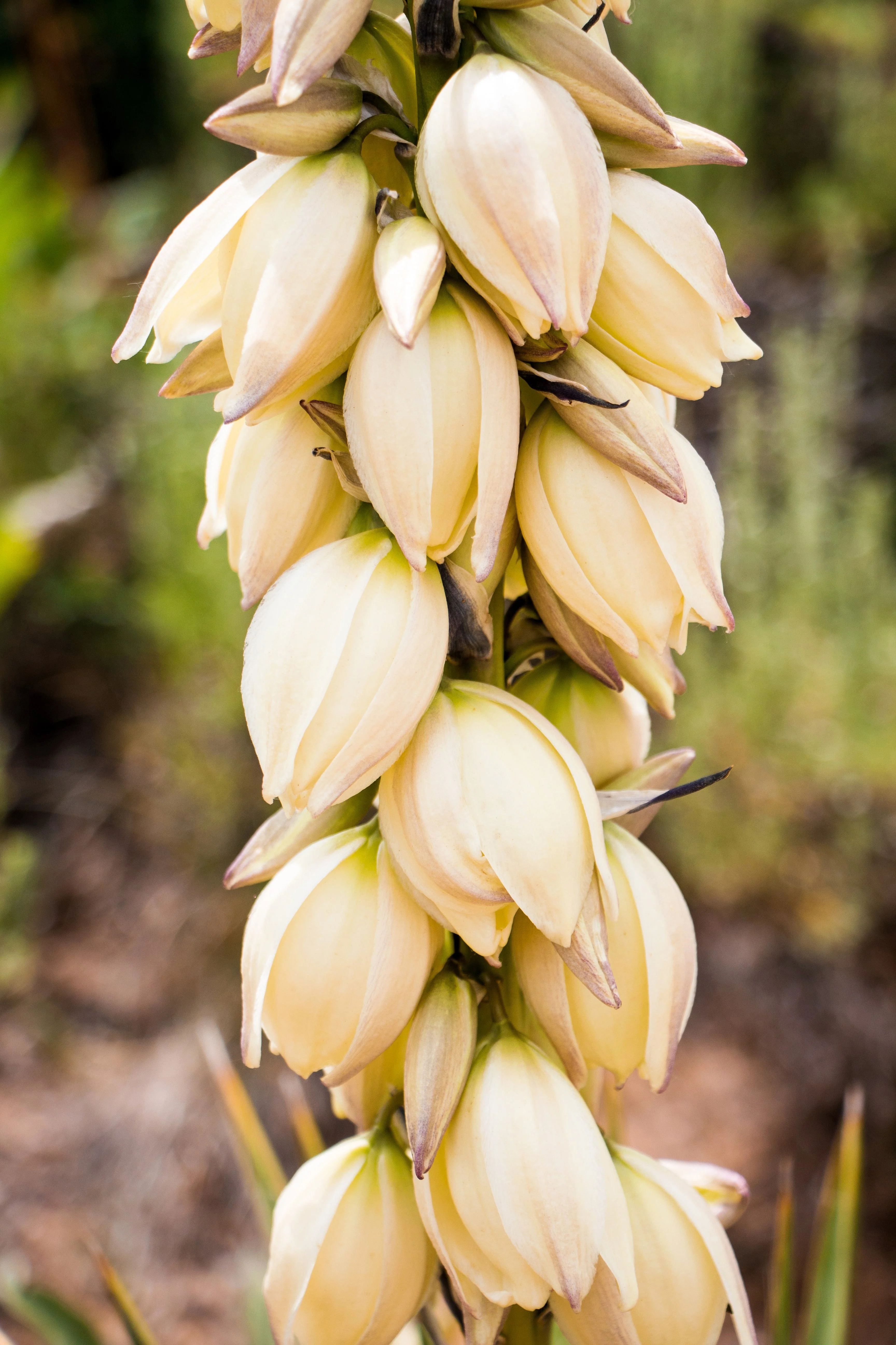 100 YUCCA (Soapweed / Soapwell / Beargrass / Great Plains Yucca) Yucca Glauca Flower Seeds - Image 4