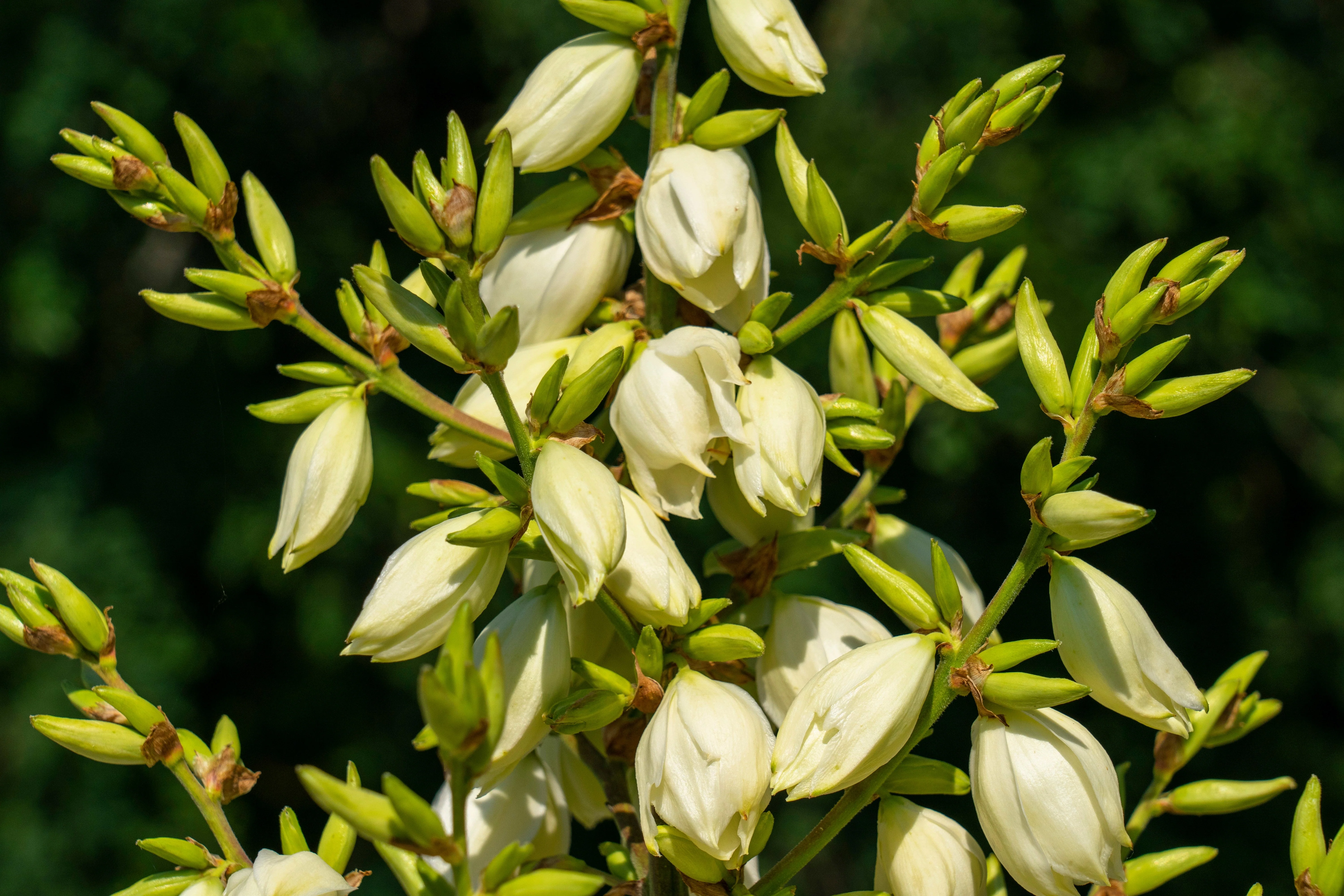 100 YUCCA (Soapweed / Soapwell / Beargrass / Great Plains Yucca) Yucca Glauca Flower Seeds - Image 7