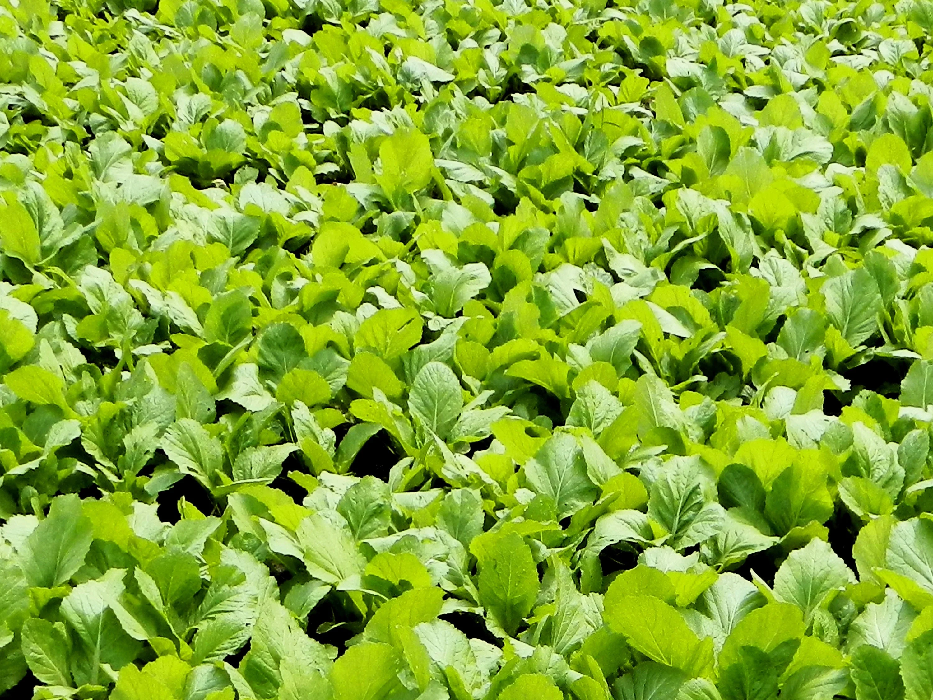 1000 BROWN MUSTARD Brassica Juncea Vegetable Herb Seeds - Image 9