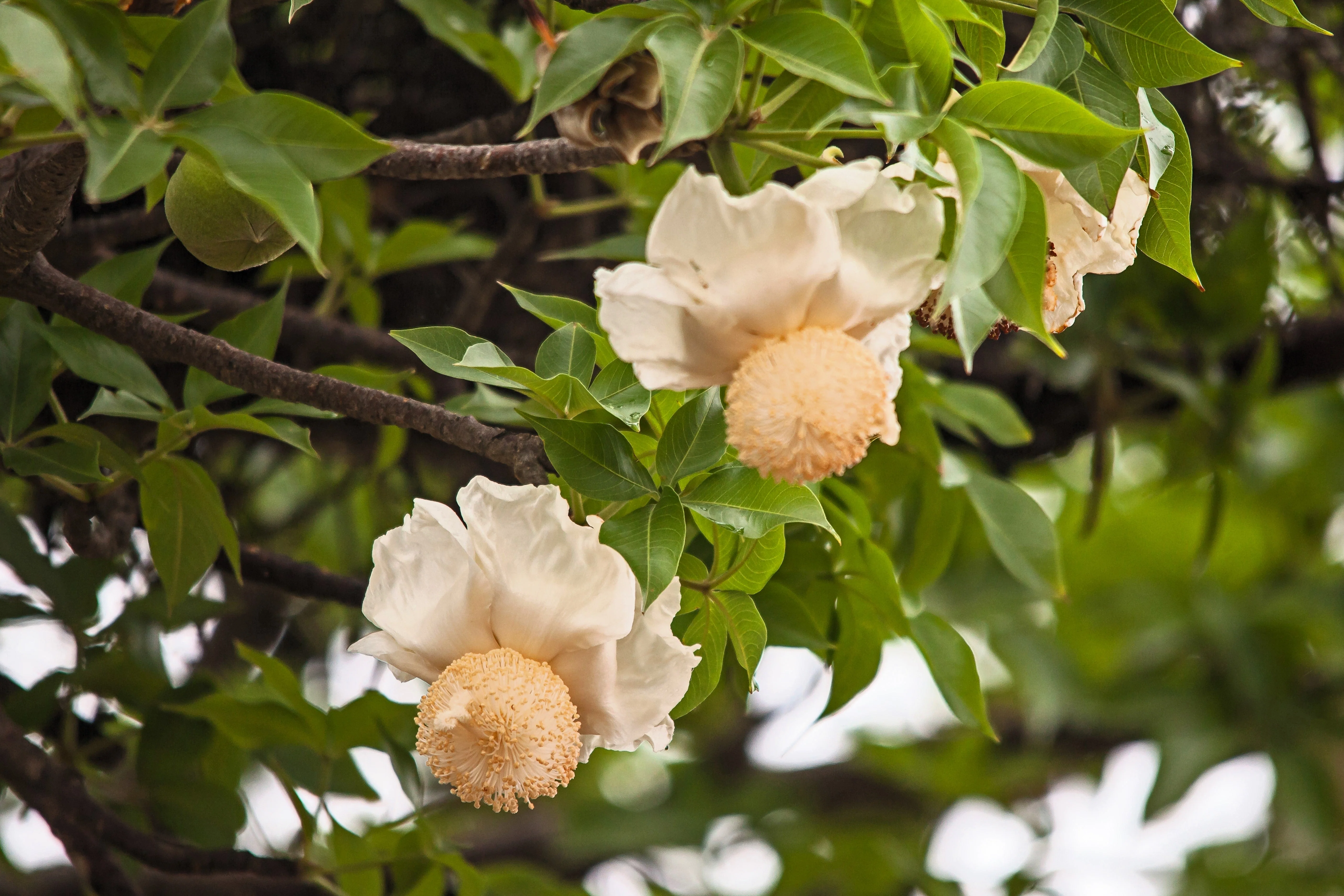 1000 BULK African BAOBAB TREE Adansonia Digitata Monkey Bread Judas Fruit Seeds - Image 4